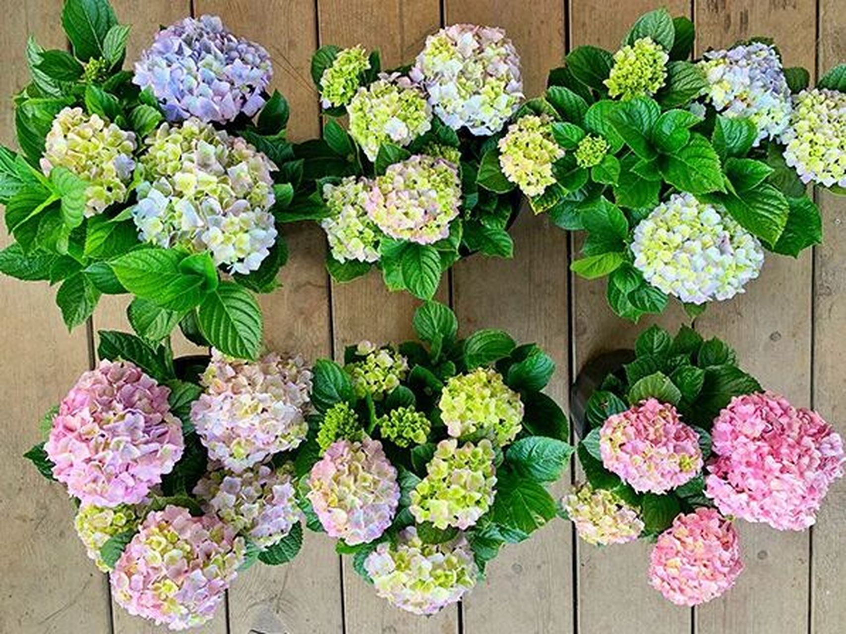 易多梦幻绣球 易多梦幻 易多梦幻绣球它也是一款非常热门的绣球品种