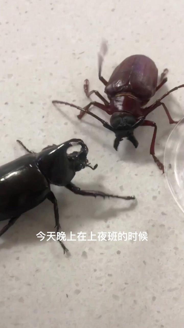 原来泰坦大天牛为中国国家二级保护动物.