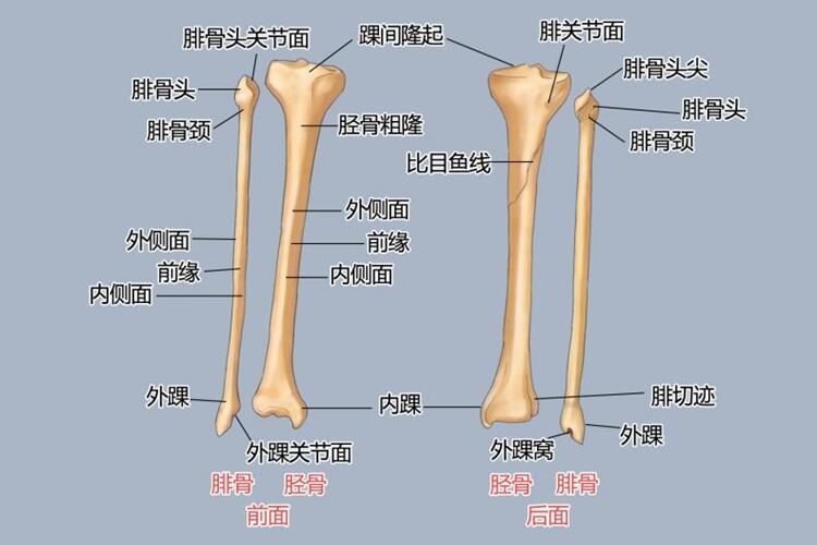 腿部骨骼结构图