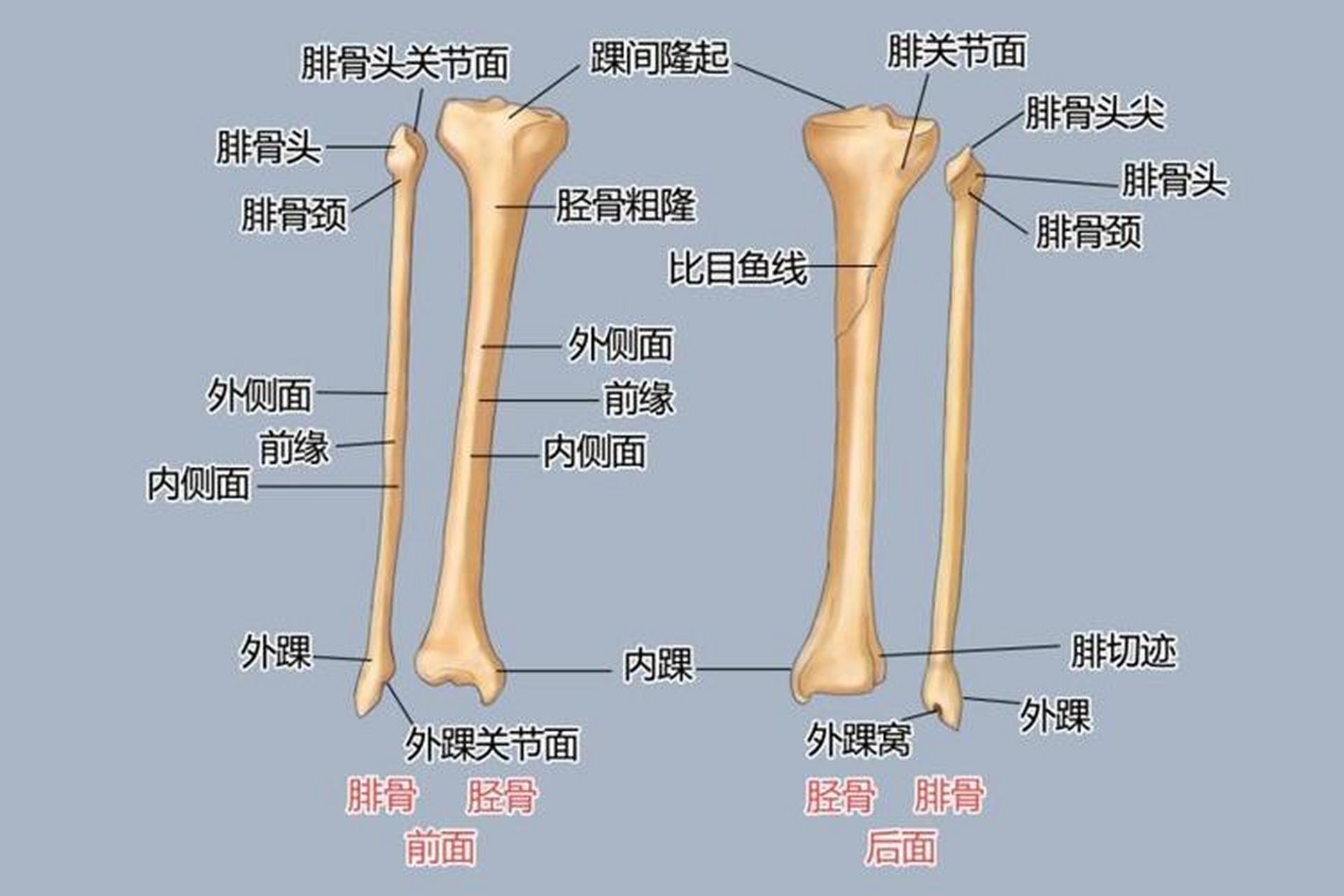 98腿部骨骼由大腿及小腿的相应骨骼构成,分为股骨,髌骨,胫骨,腓骨.