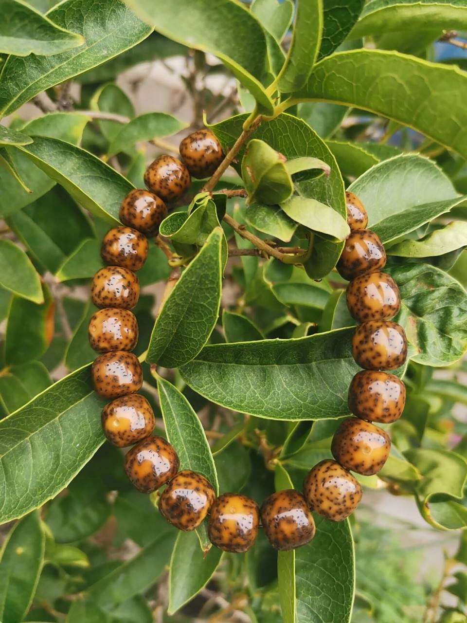 去年五月一买的帝王绿星月菩提,净手盘玩到现在,感觉不是特别的亮