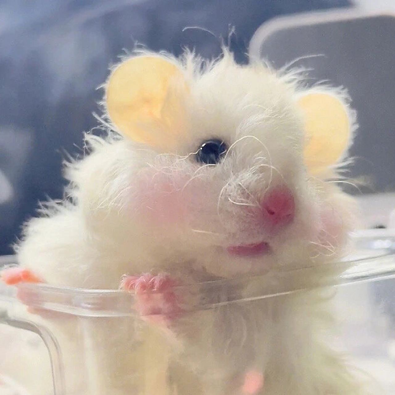 仓鼠头像(金丝熊)也太可爱了吧 我爱吃果果 最后一只乱入