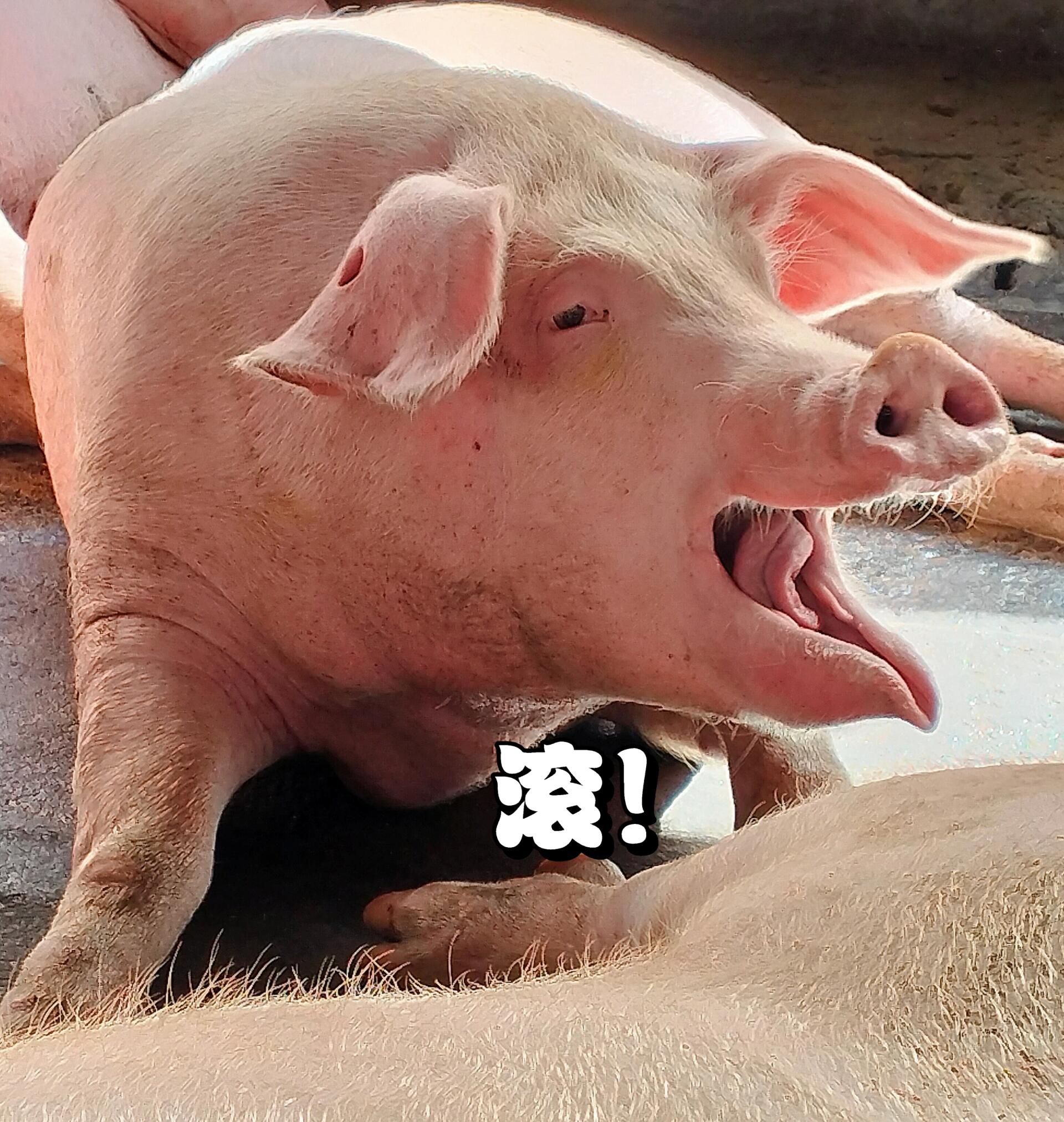 可爱肥猪猪~搞笑图