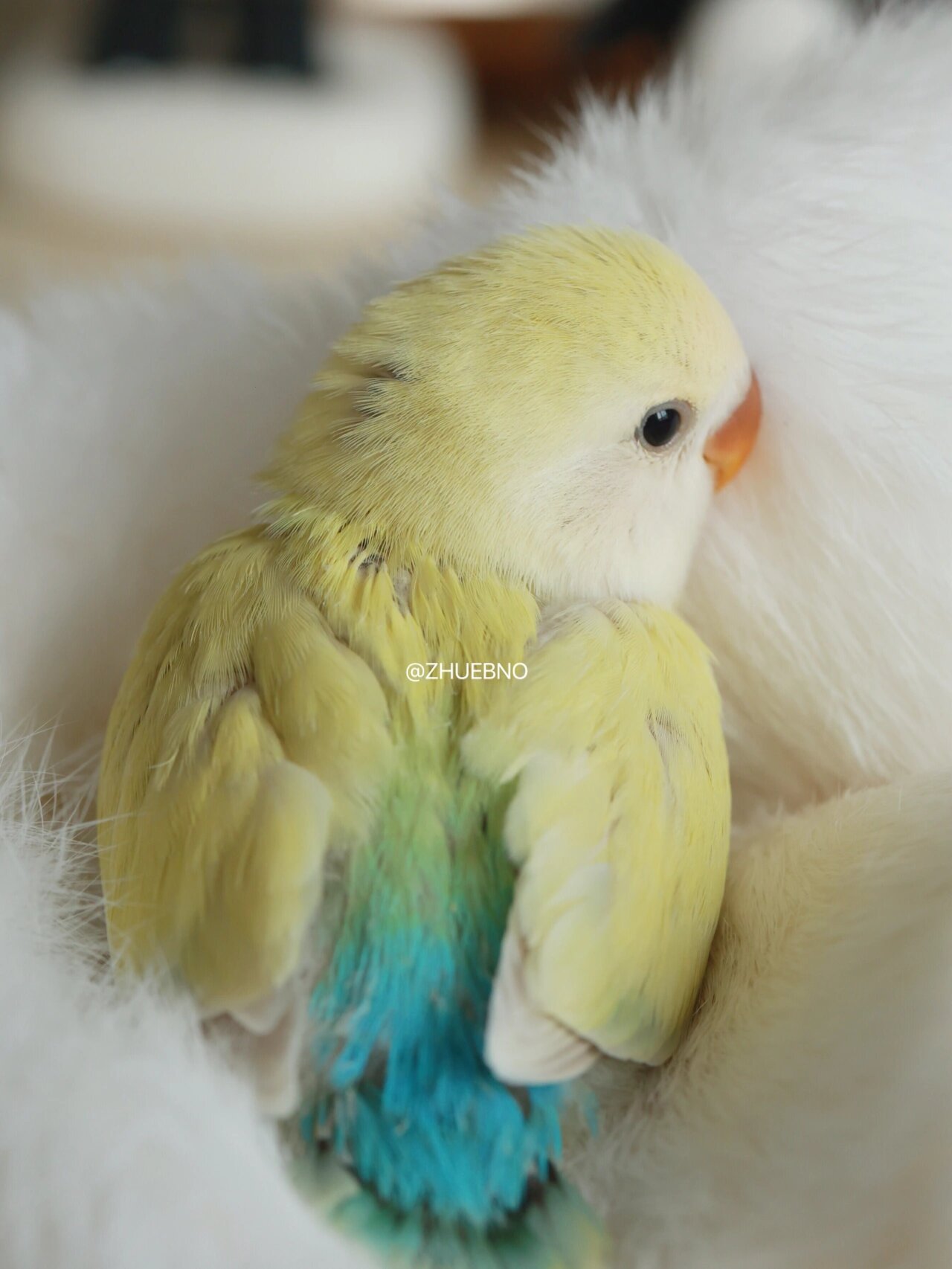 白面金顶澳桂 奶油澳桂 回眸一笑 惊艳到我了