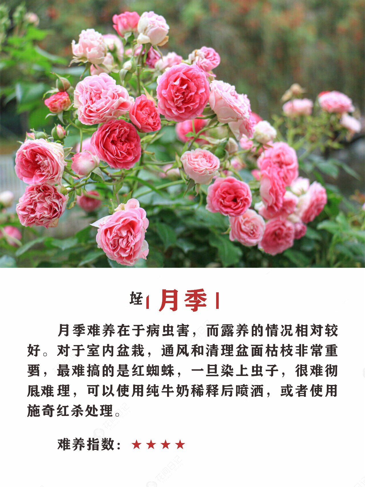 十大最难养的花,你都养过哪些?