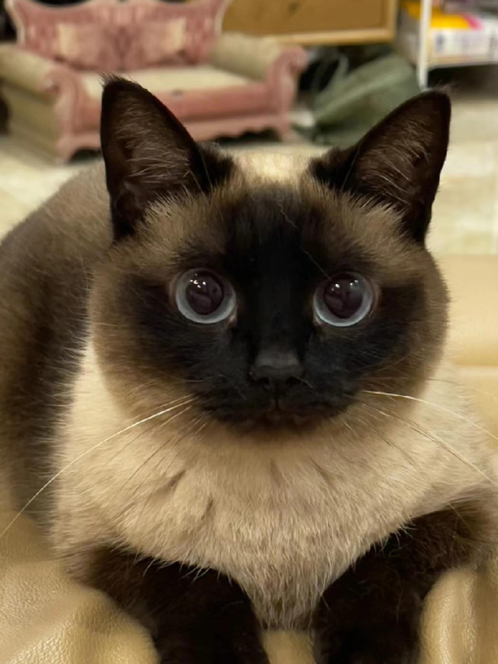 暹罗猫1000元一只(深圳