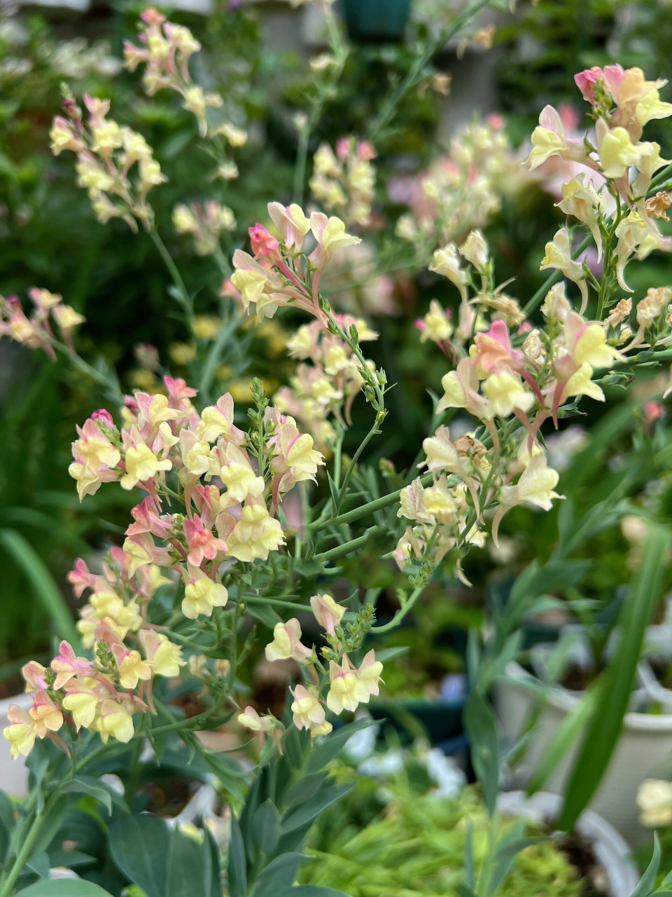 秋天必买的草花之「姬金鱼草」 宿根姬金鱼草"杏色魅力" 是多年生常绿