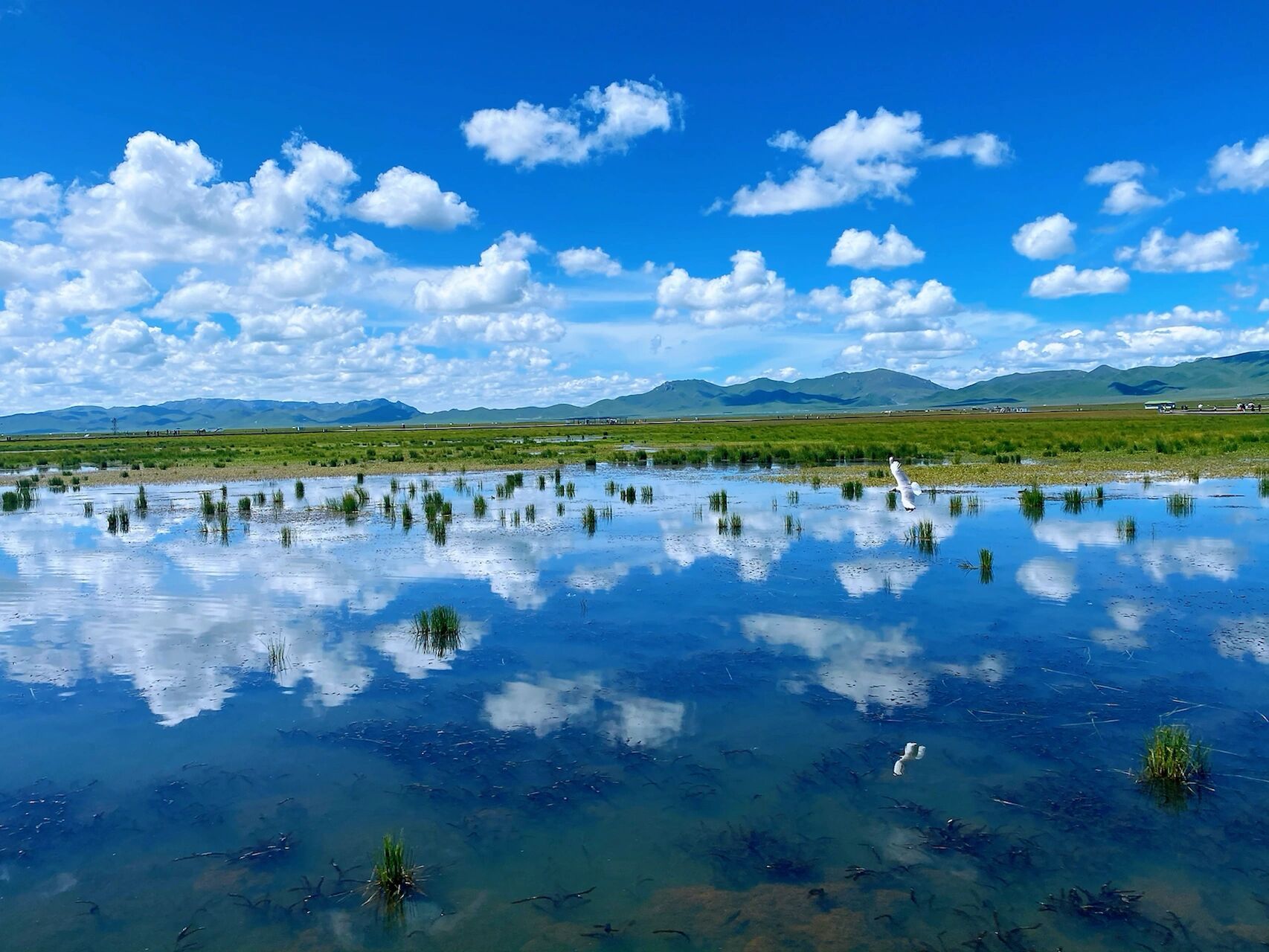 若尔盖花湖湿地公园 海拔3500 步行4公里 看美景真的是需要体力的
