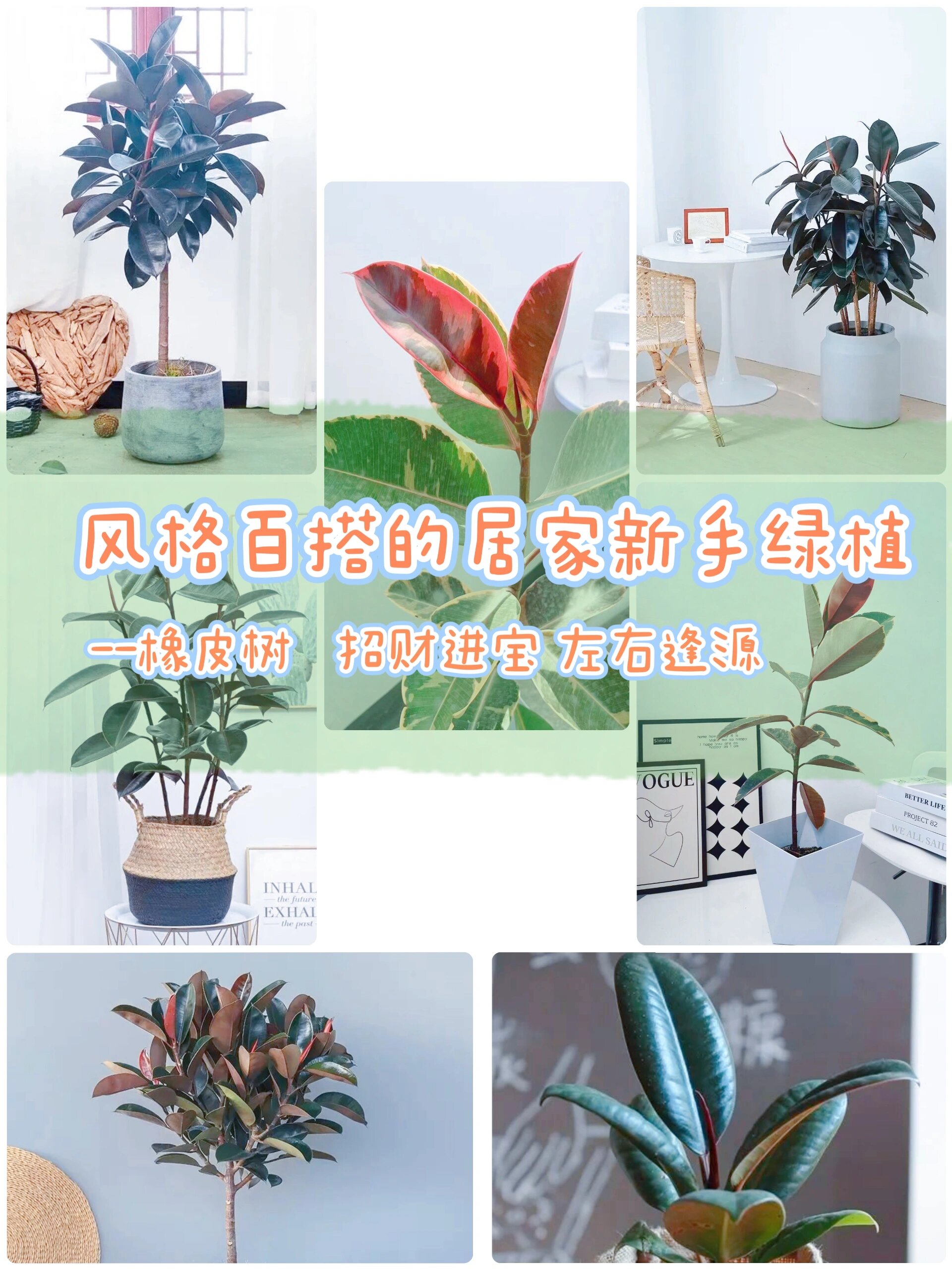 橡皮树-风格百搭的居家新手绿植 寓意:招财进宝,左右逢源 室内养植