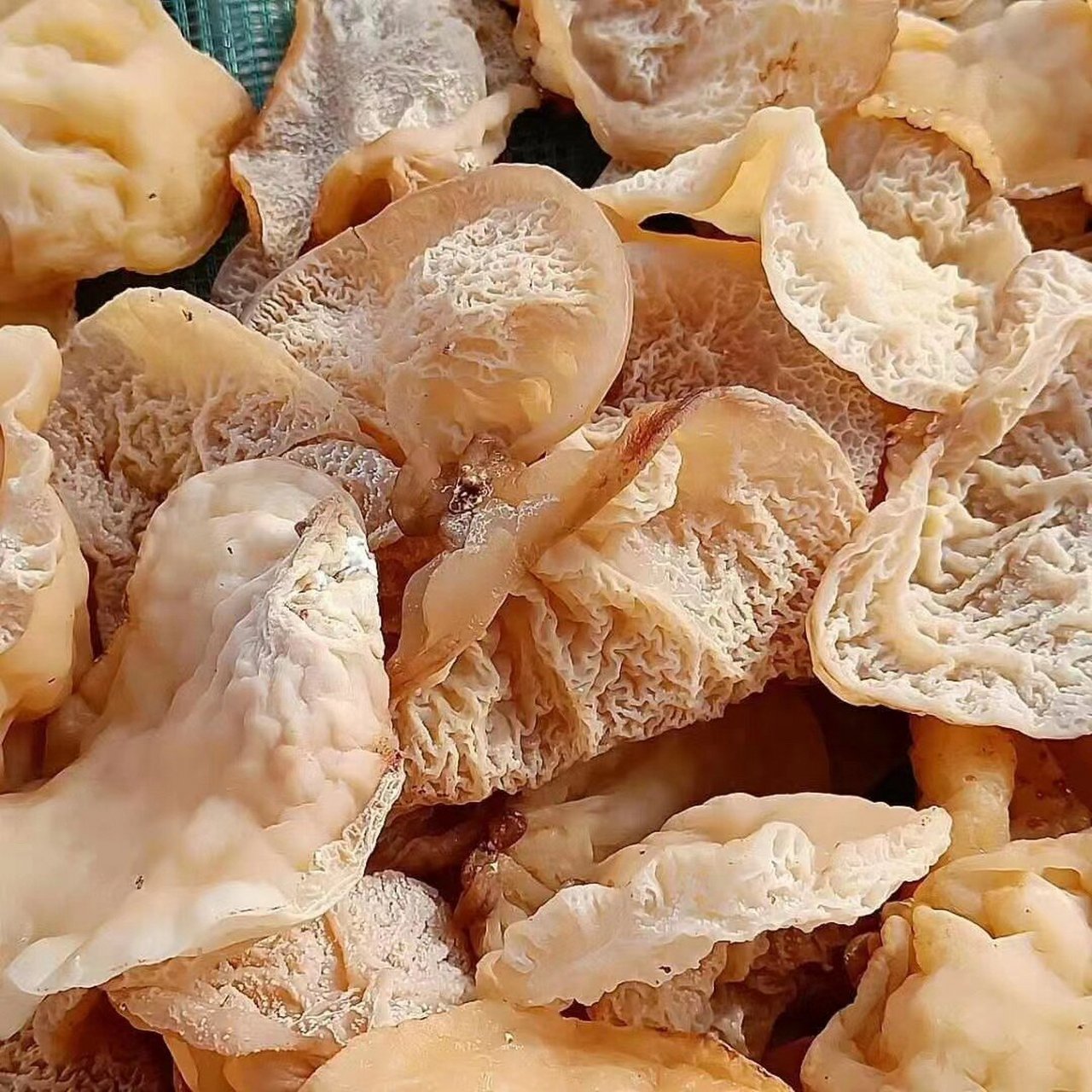 【羊肚耳】 979797羊肚耳又称羊肚菇和珍珠菌,是一种野生蘑菇