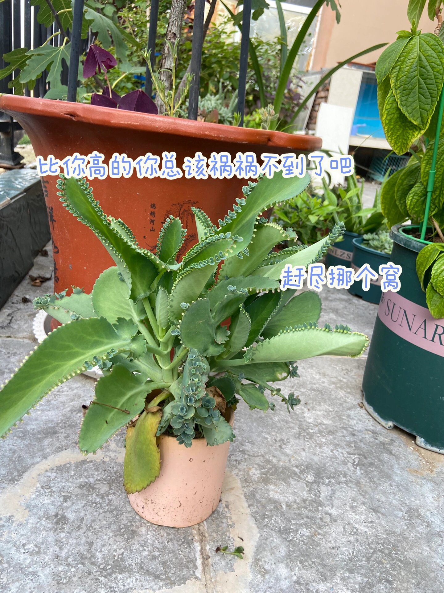 好养花之一,落叶归根