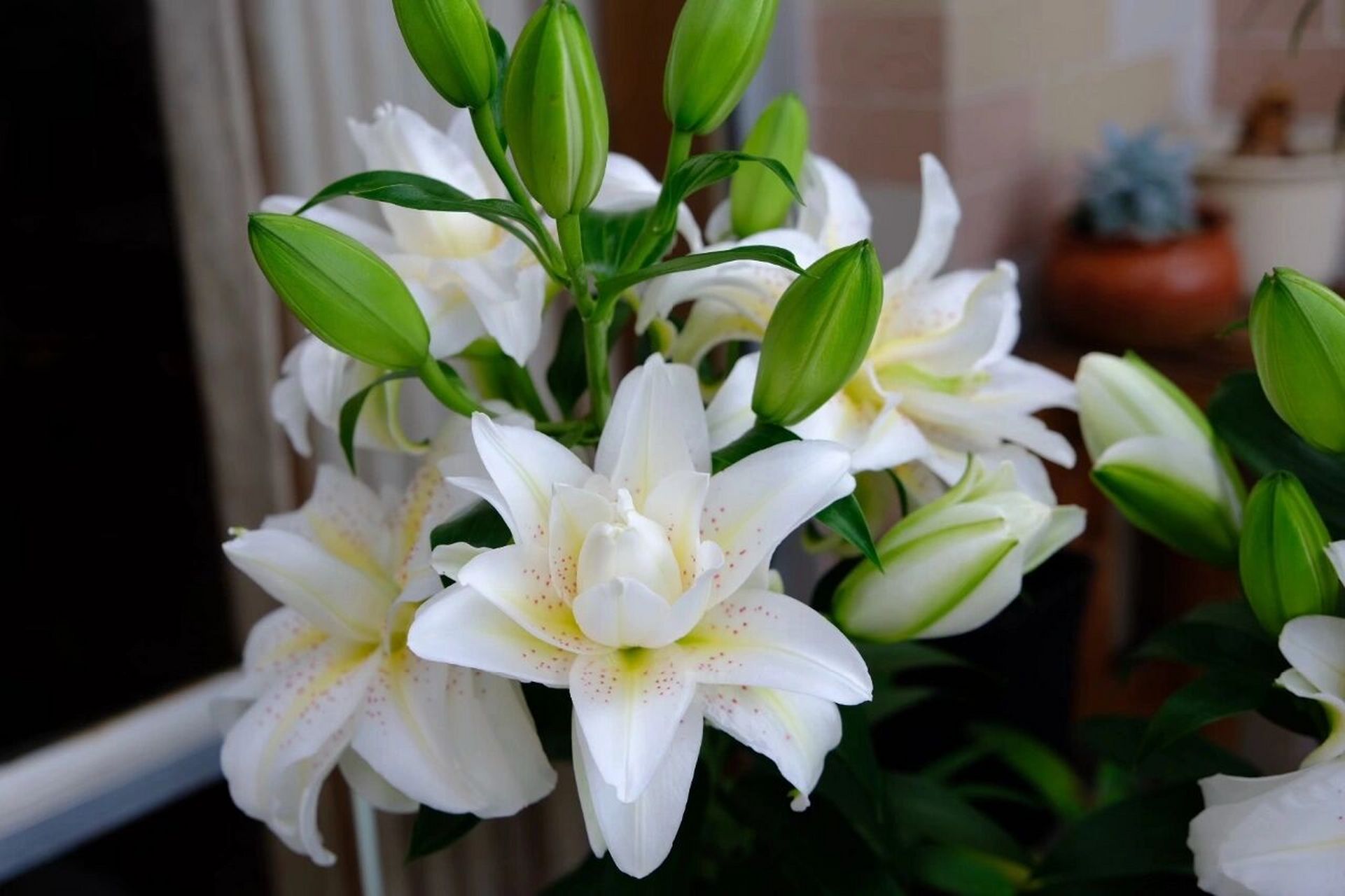 一些百合美图,重瓣百合真是美极了 最早一批2.