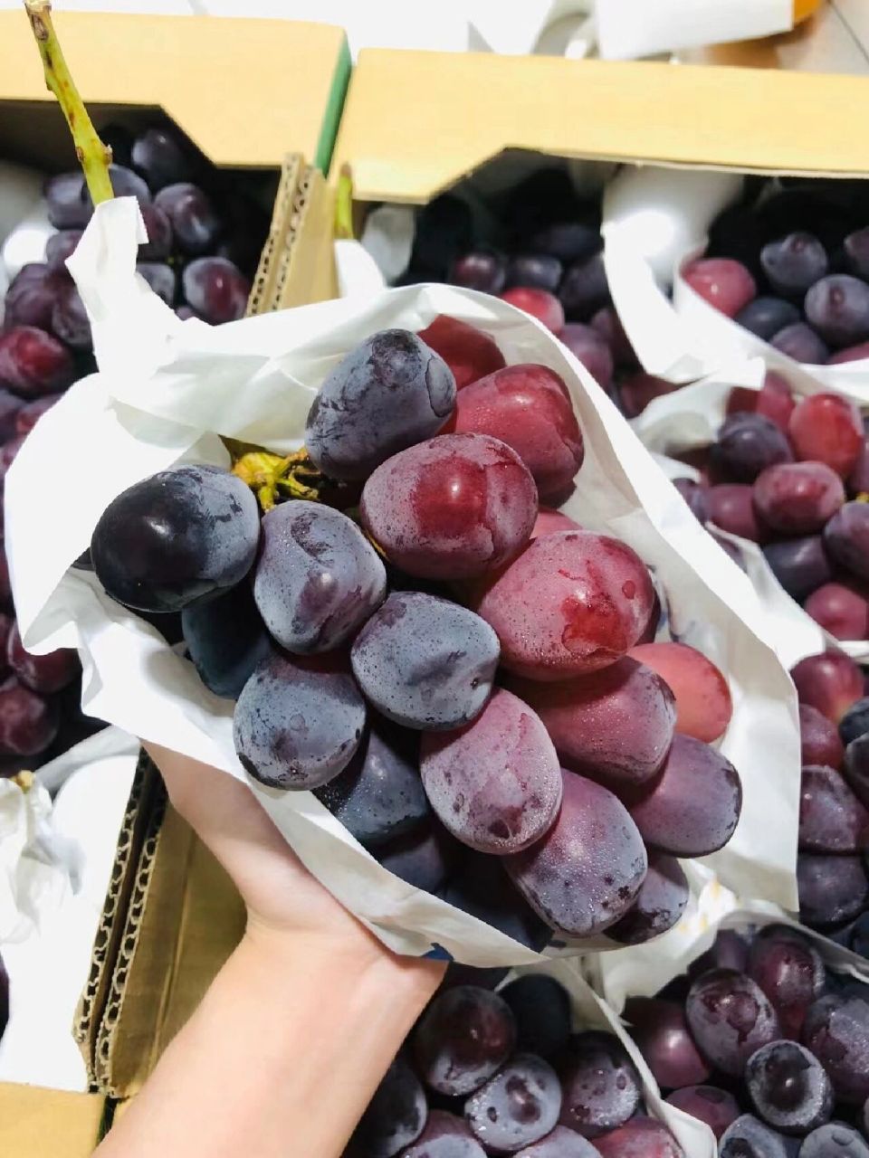 山梨县·富士之辉红提 红晴王!