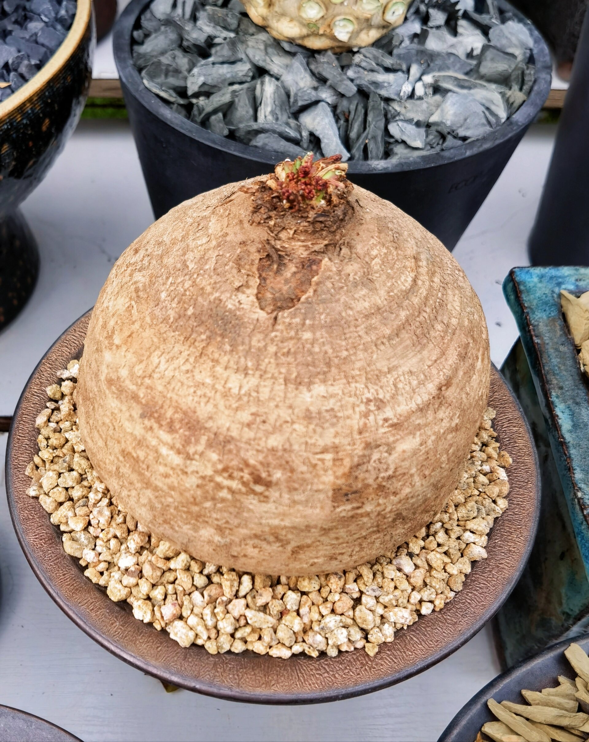 蓬莱岛大戟,手贱重新发根