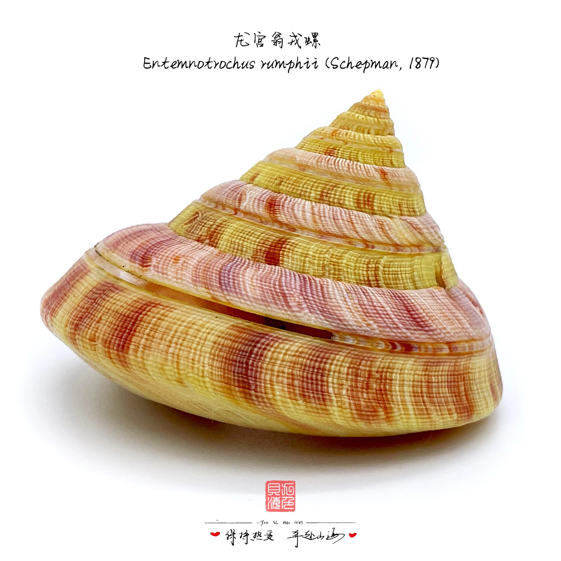 龙宫翁戎螺—寒武纪活化石