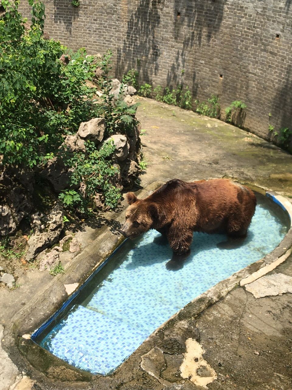芜湖赭山公园|夏天就要来动物园呀