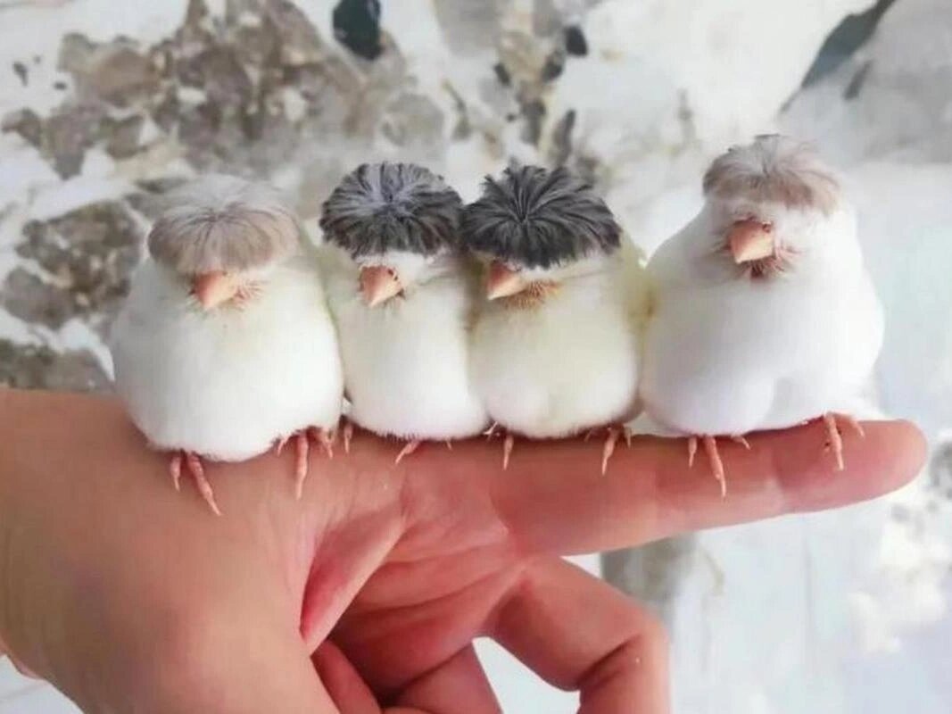 每天认识一种有趣动物|凤头金丝雀