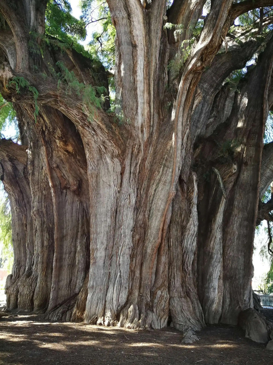 【一句话科普】世界上树干最粗的是什么树?