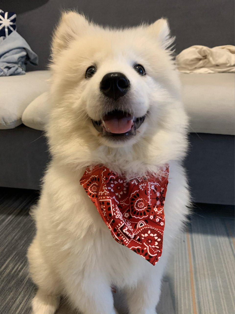 萨摩耶四个月正常应该多少斤啊 胖仔四个月了才13斤,算正常啊嘛