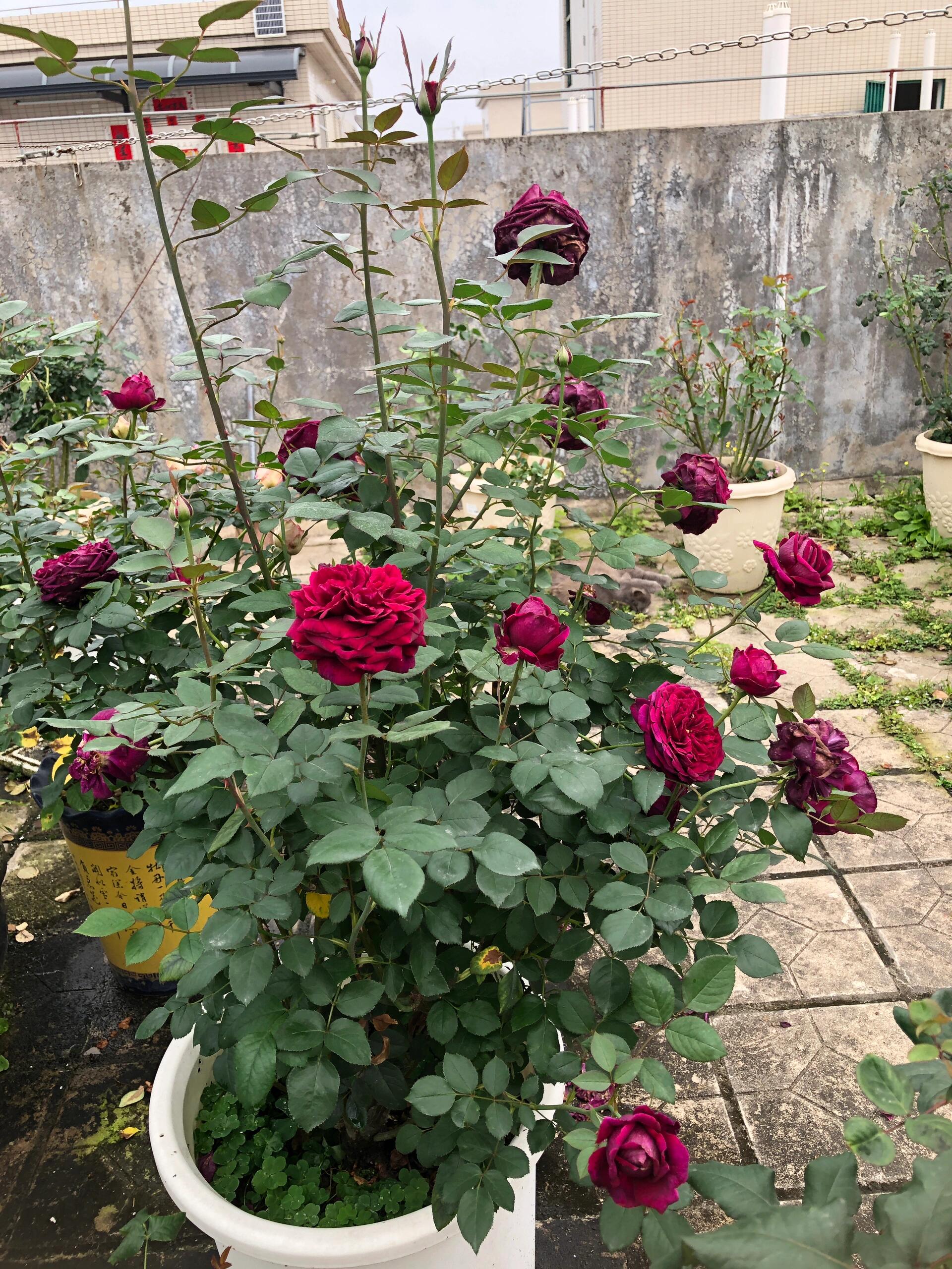 月季皇宫,花色迷人,香味迷死人…… 枝条直立长势快,但是散的也很快