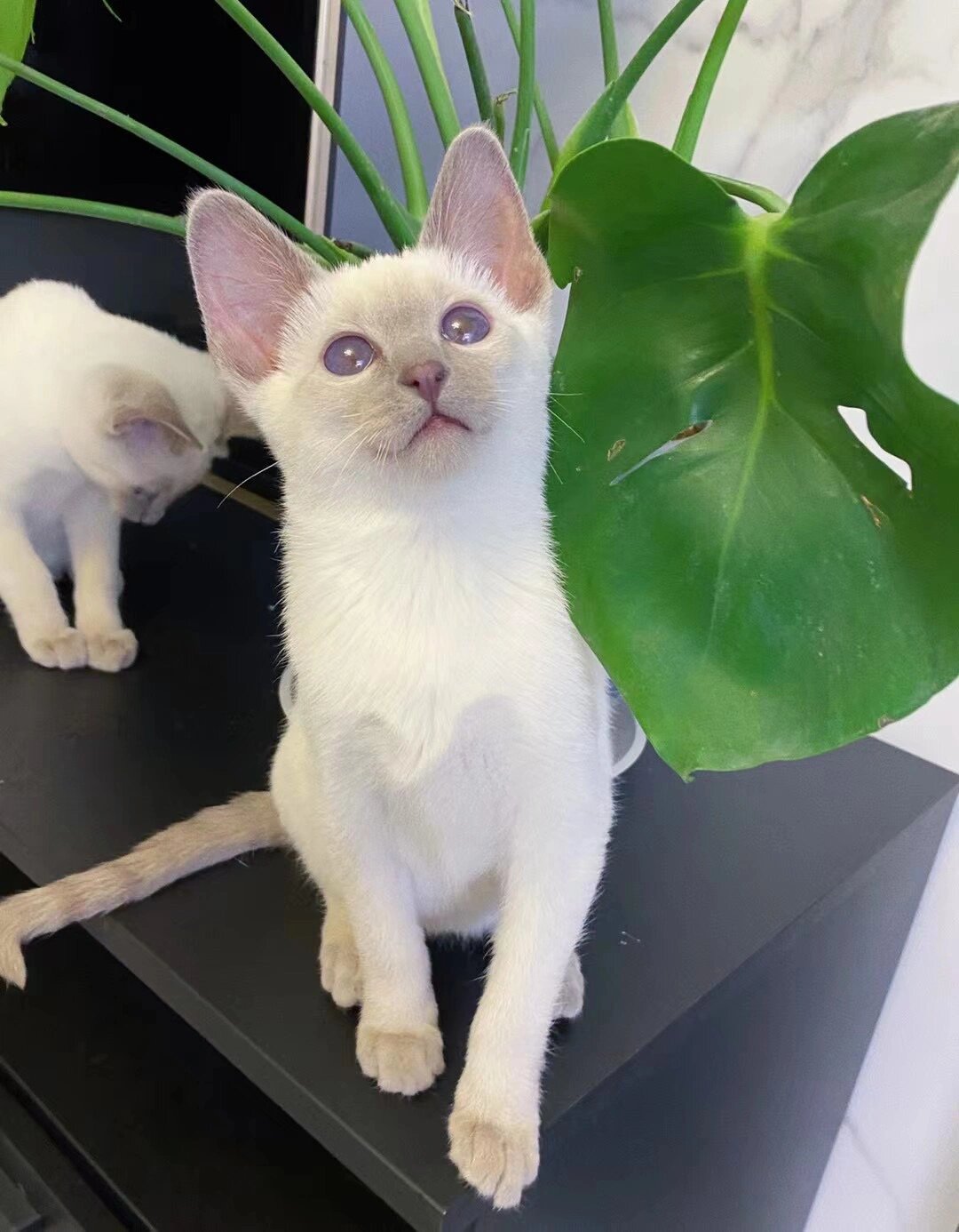 淡紫重点暹罗猫