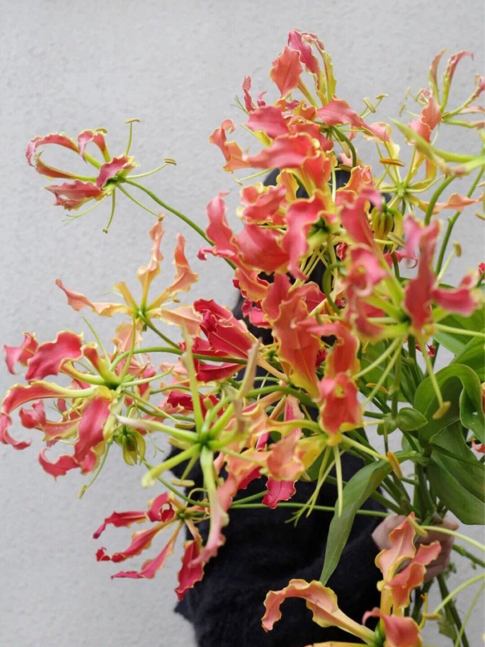 嘉兰花型奇特,花朵硕大,色彩艳丽,犹如燃烧的火焰.