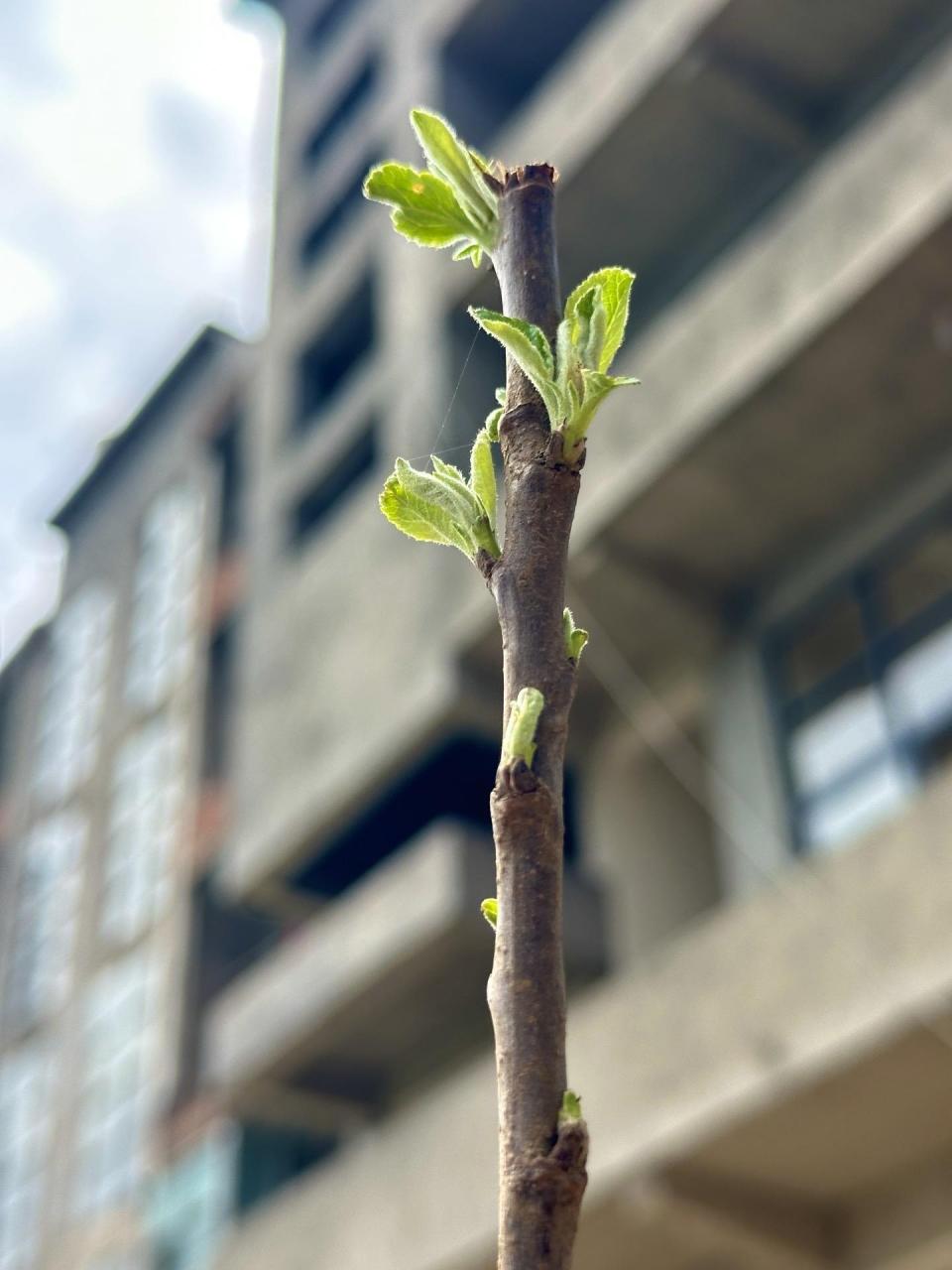 车厘子嫩芽叶子图片图片