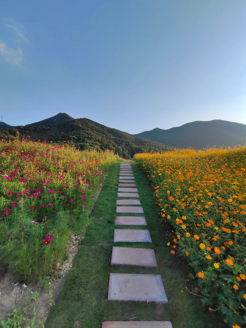 象山秋天的治癒系風景 從吊水巖村的花海開始 象山下高速往丹城方向