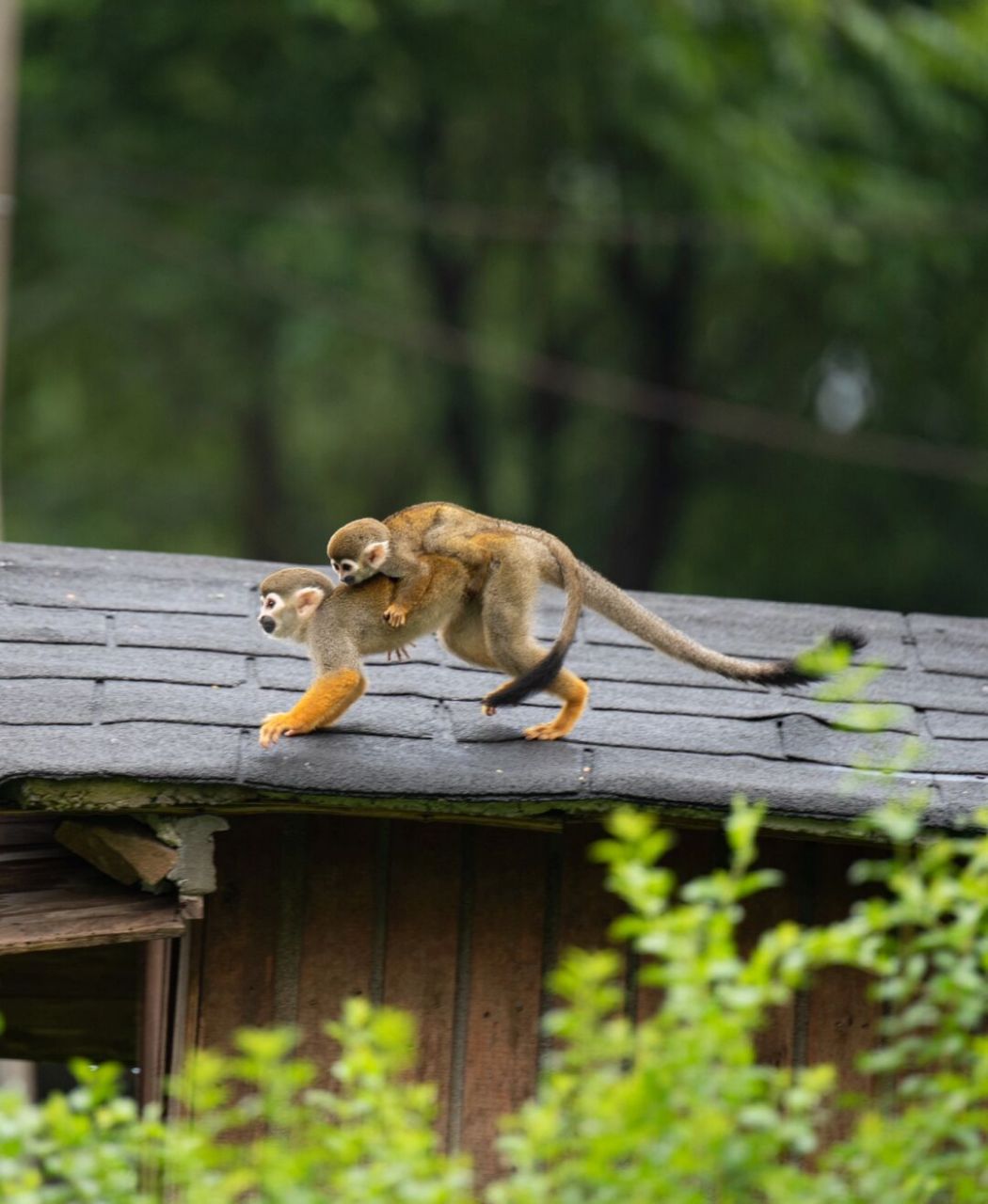 松鼠猴|最萌的小猴子 92松鼠猴超小的猴子 08活泼好动又贪吃 97