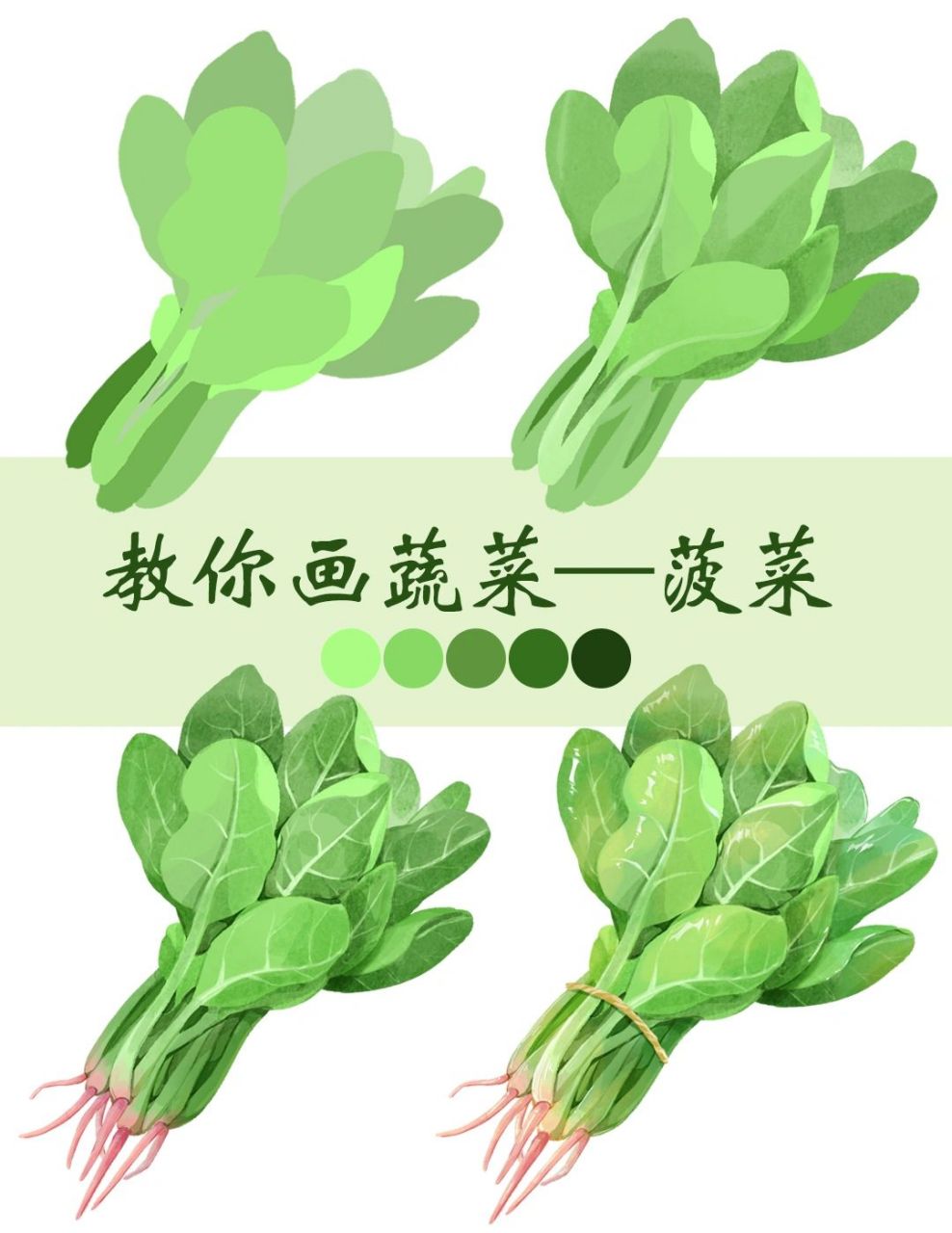 插画教程|教你画蔬菜-菠菜(附笔刷) "我很强壮,因为我经常吃菠菜,我是