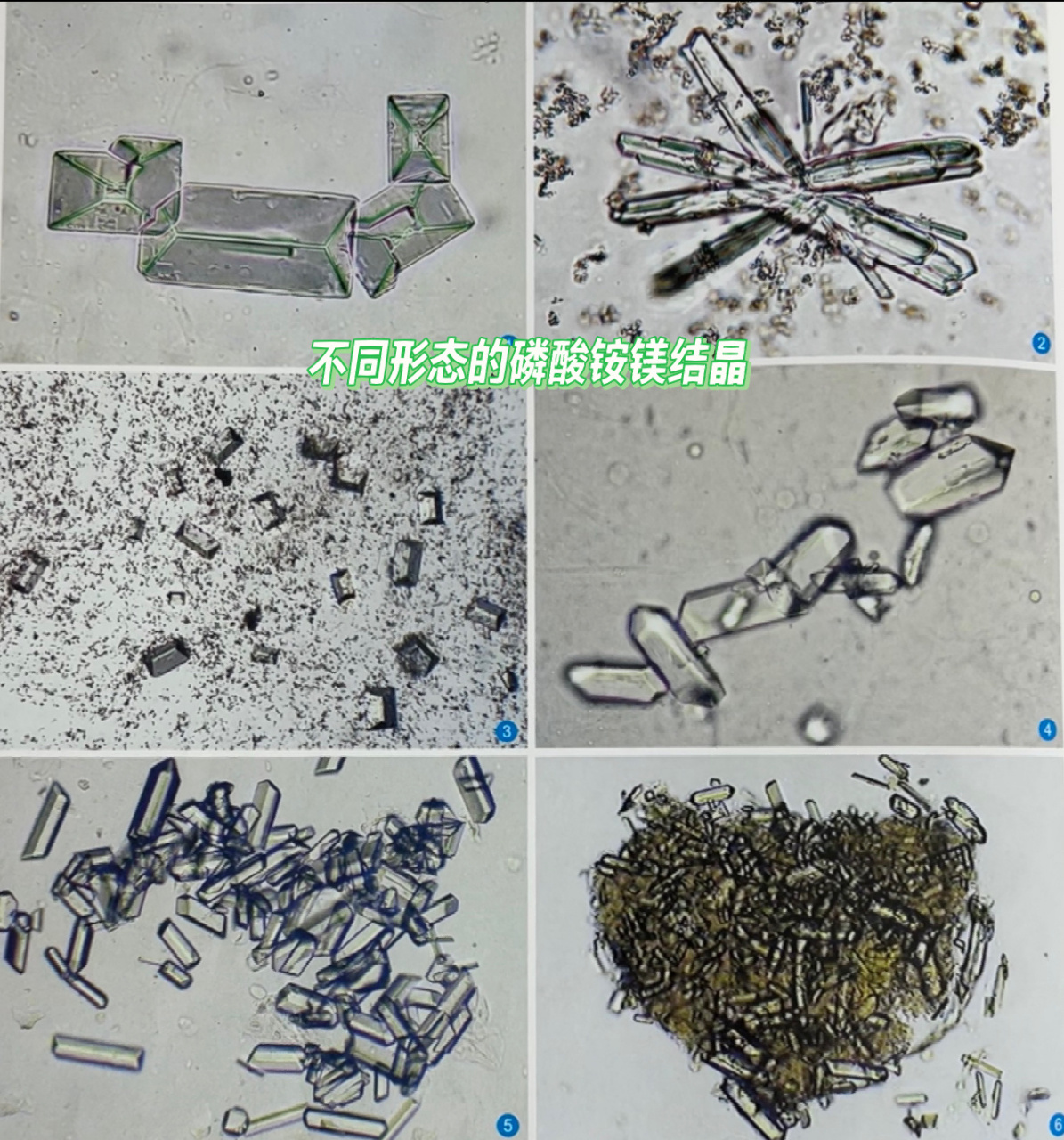 猫磷酸铵镁结晶图片图片