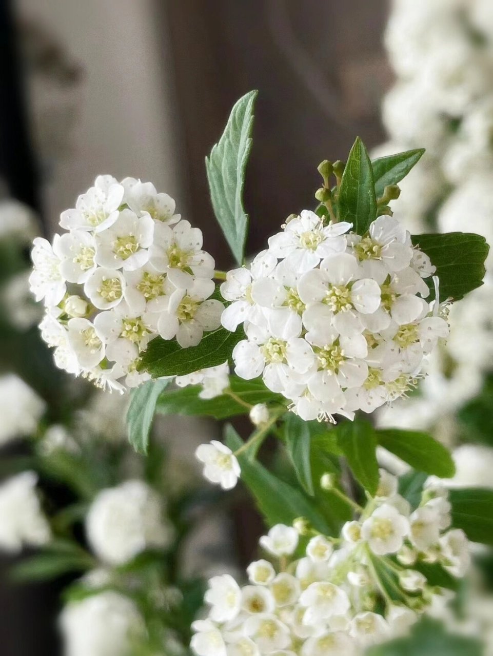 每天认识一种花 | 小手球 💚小手球 💚别名:柳叶绣线菊,蚂蝗草