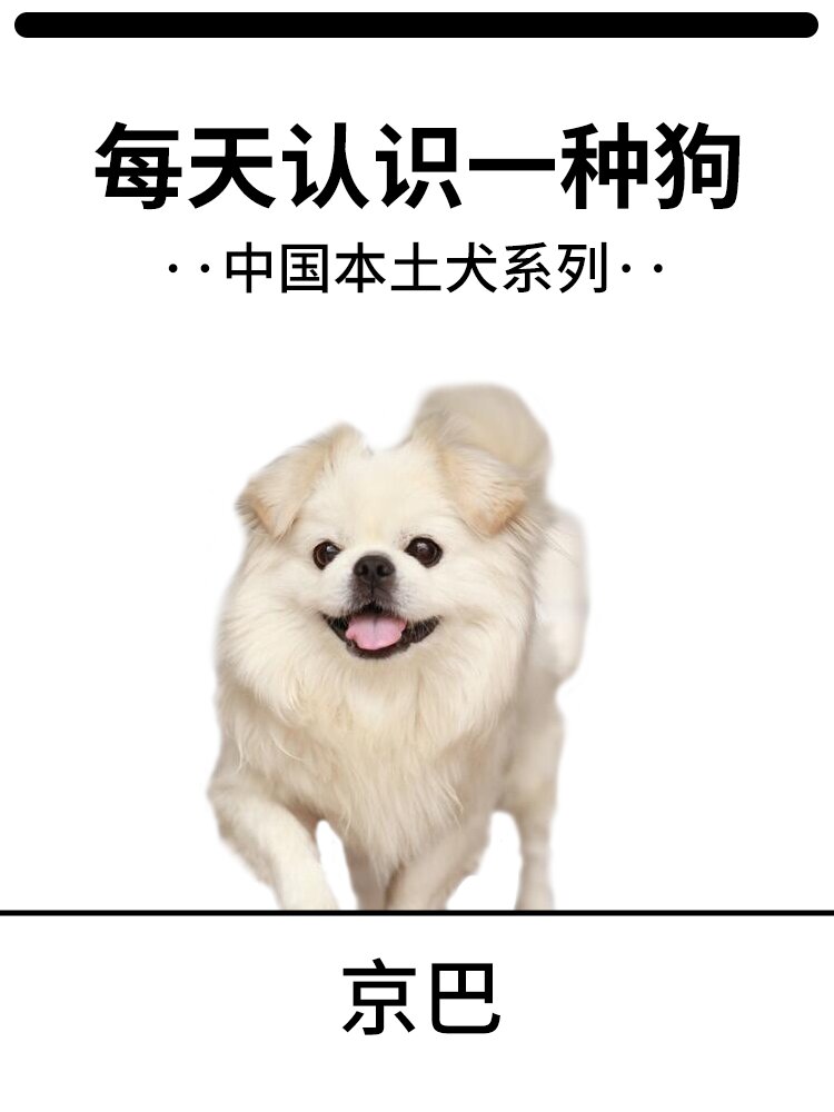 柯基",我们中国也有属于自己的符号,那就是中国真正的贵族血统的"京巴