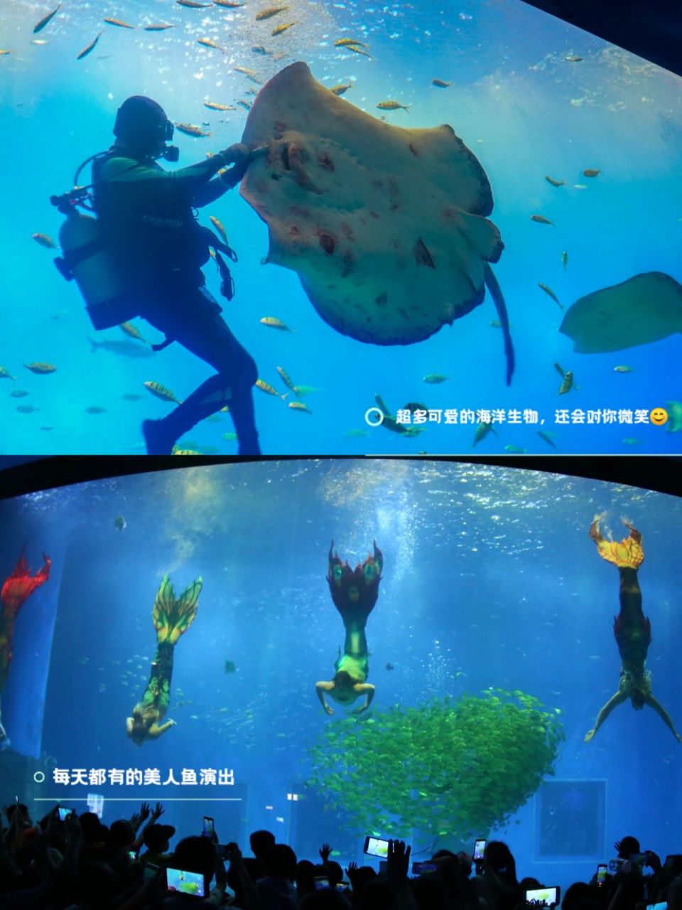 广西南宁 | 极地海洋世界5090大学生票 南宁融晟极地海洋世界,大学