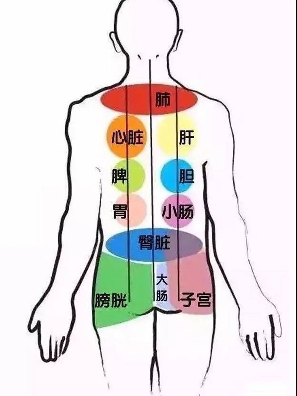 背部反射区口诀 肺部娇嫩最上面,左边为心右为肝