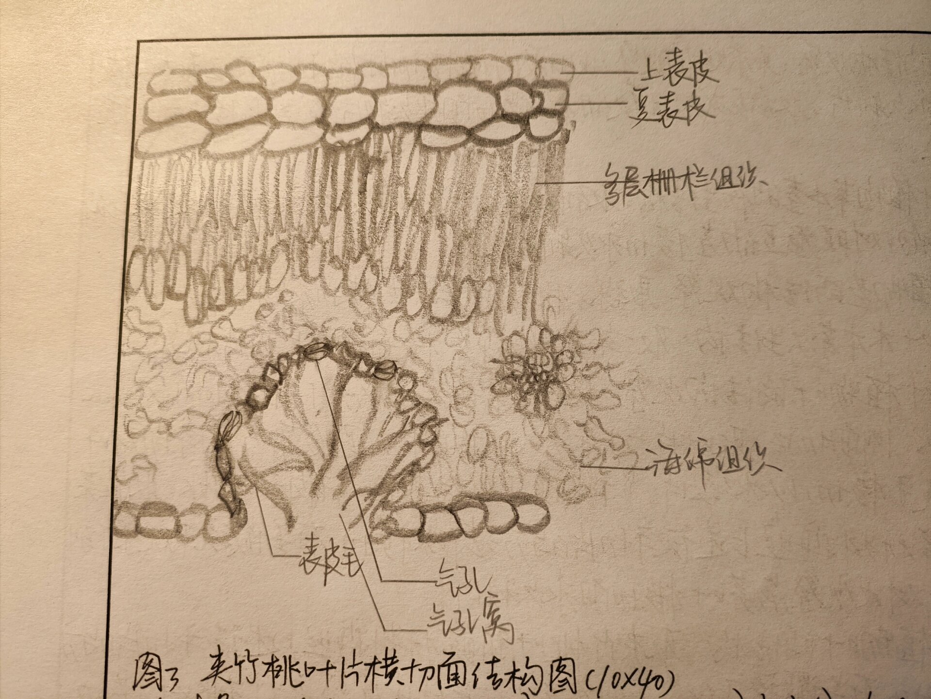 蚕豆茎横切结构图手绘图片