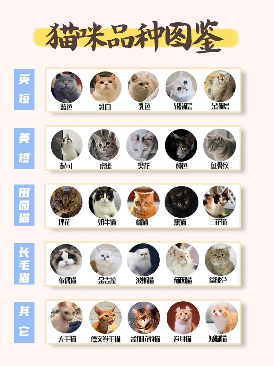 30只猫咪品种图鉴‖新手养猫必备 英国短毛猫简称英短,是传统英国本地