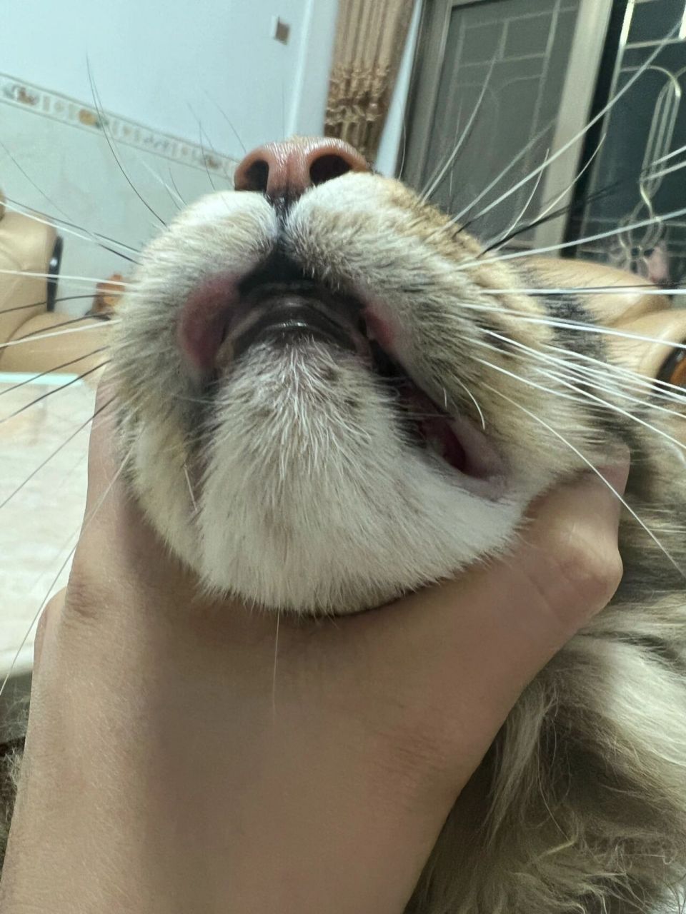 求助啊,猫咪上嘴唇溃烂,吃了好多药不见好 求助啊,猫咪上嘴唇溃烂,吃