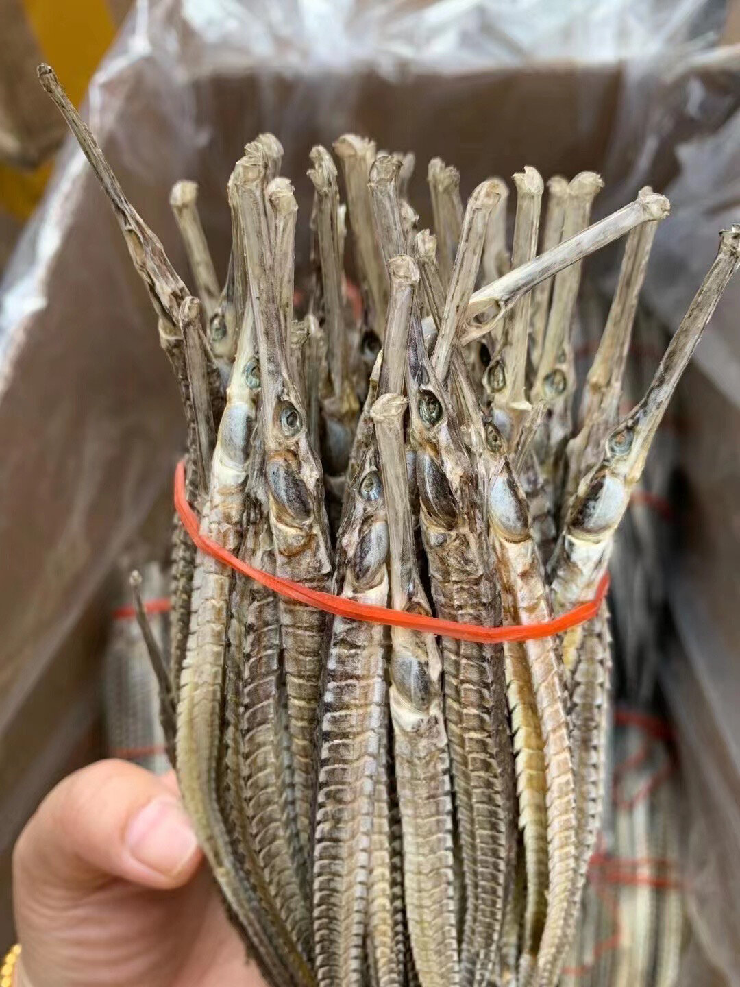 六角海龙,消肿散结,活血化瘀,消炎止痛 清水六角海龙,小朋友增高,宝妈
