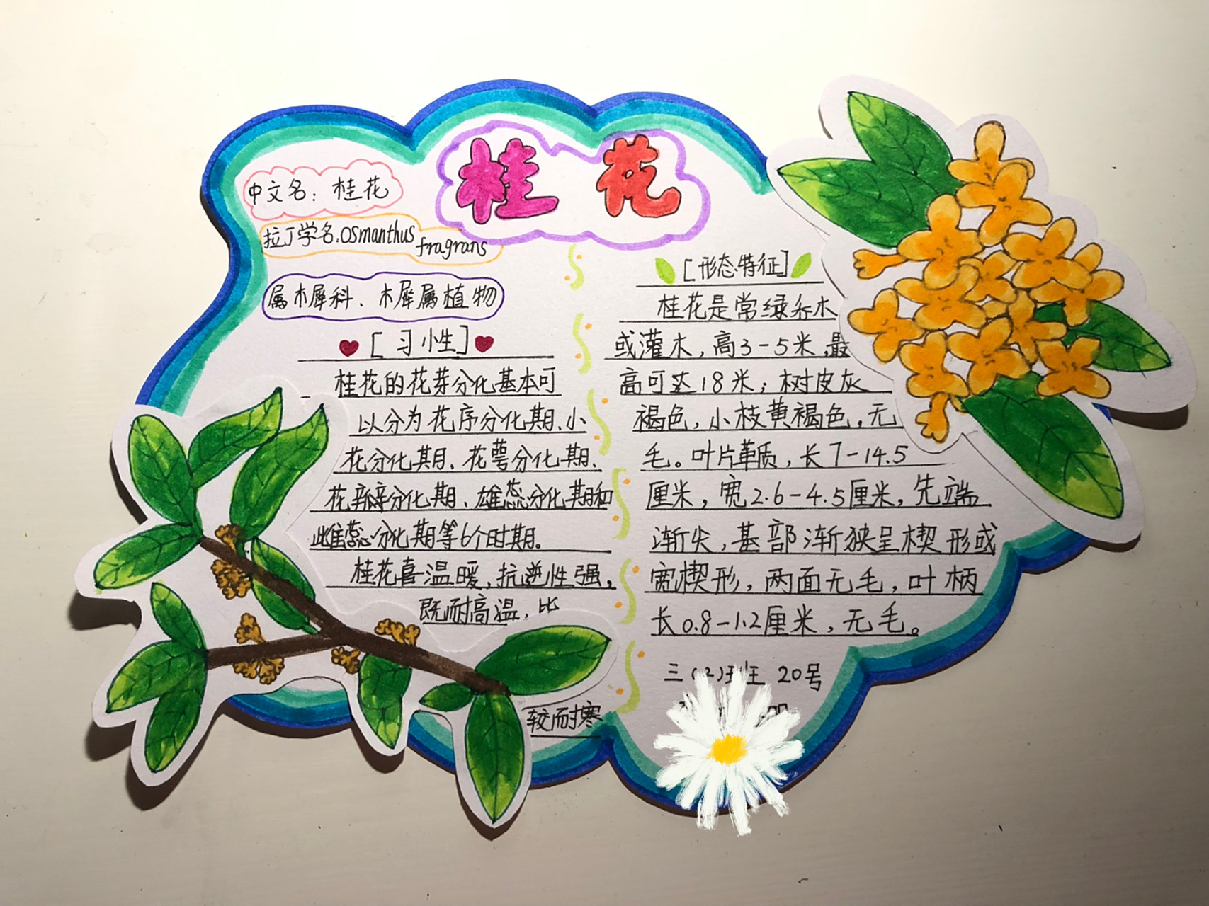 桂花植物名片 桂花植物名片