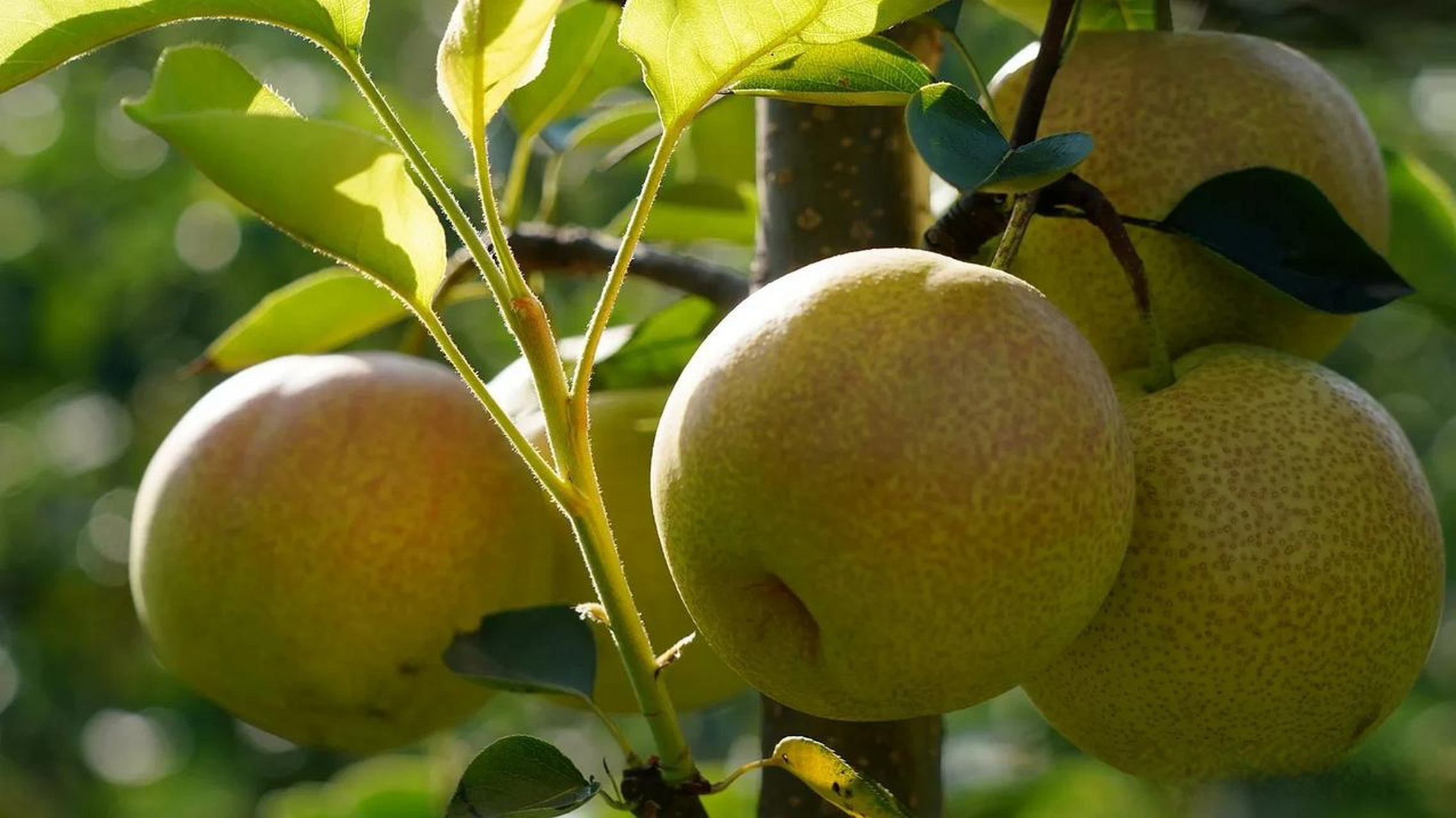 山西临猗县,嵋阳村,百亩红酥蜜梨成熟.运城头