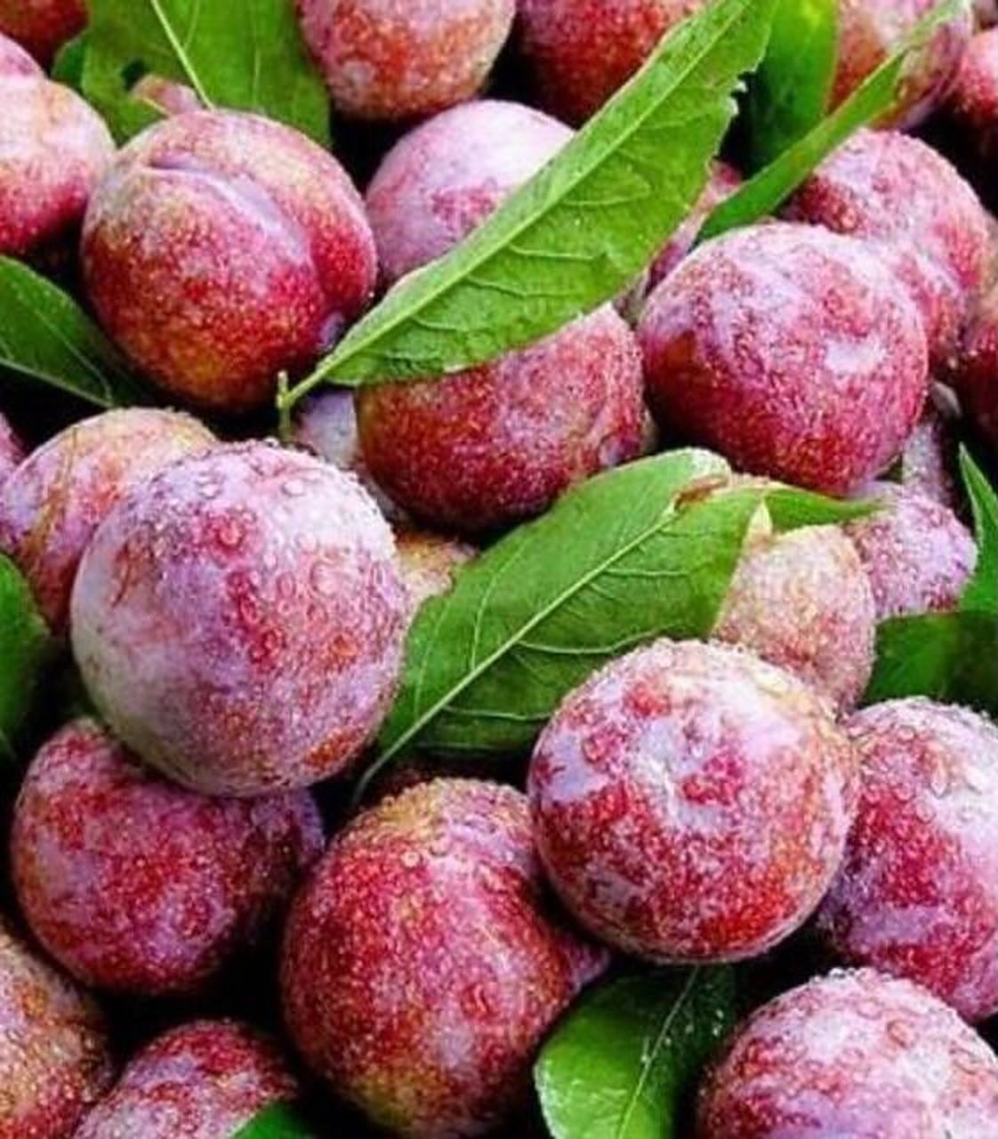 南华李 南华李素材来自网络个人收藏,非常适合画画,摄影参考学习一下