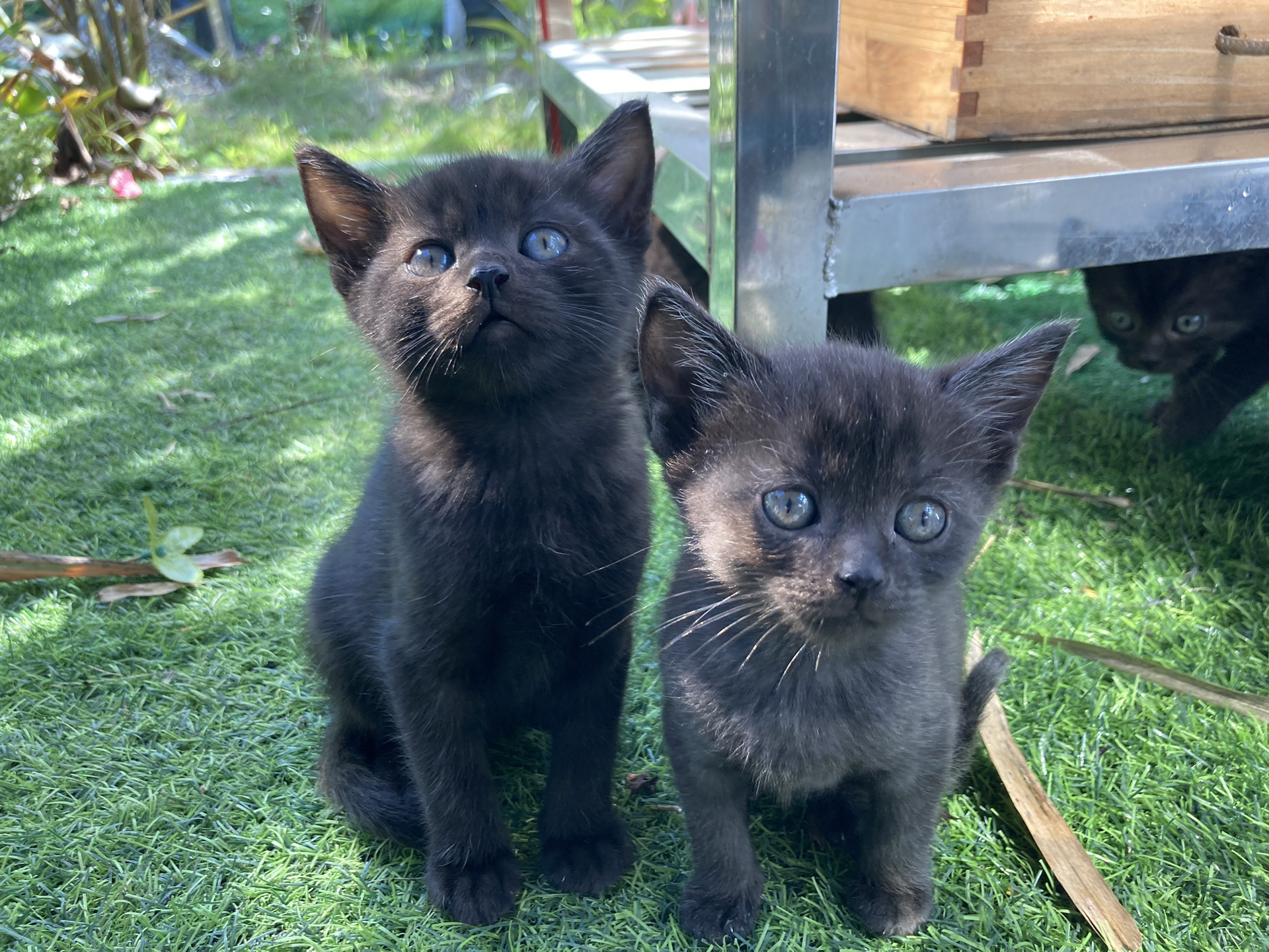 英短蓝猫和黑猫 我家英短蓝猫和黑猫生出来的 长大可以变色?