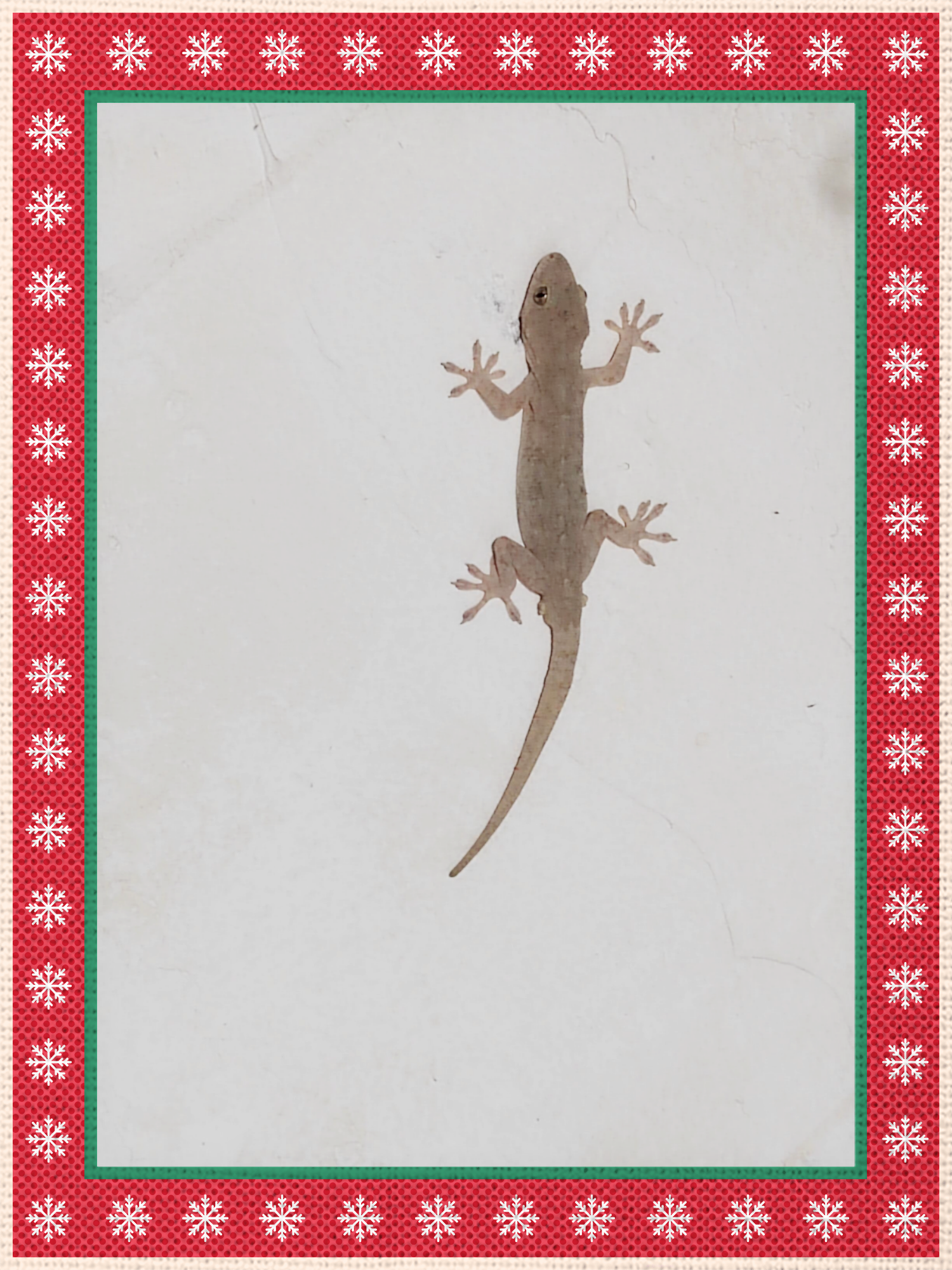 壁虎有几只脚趾头?