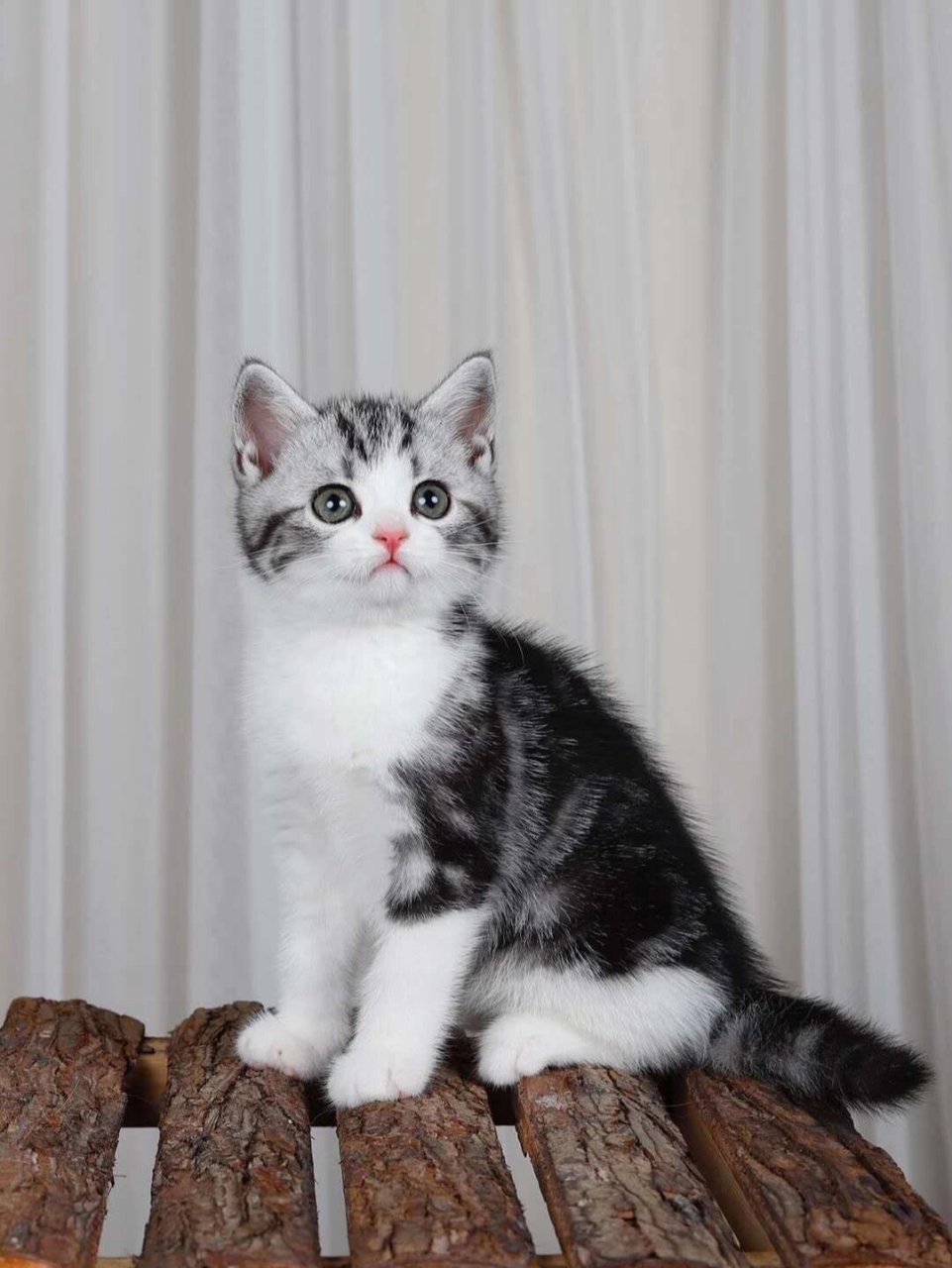 美短起司猫好养吗?