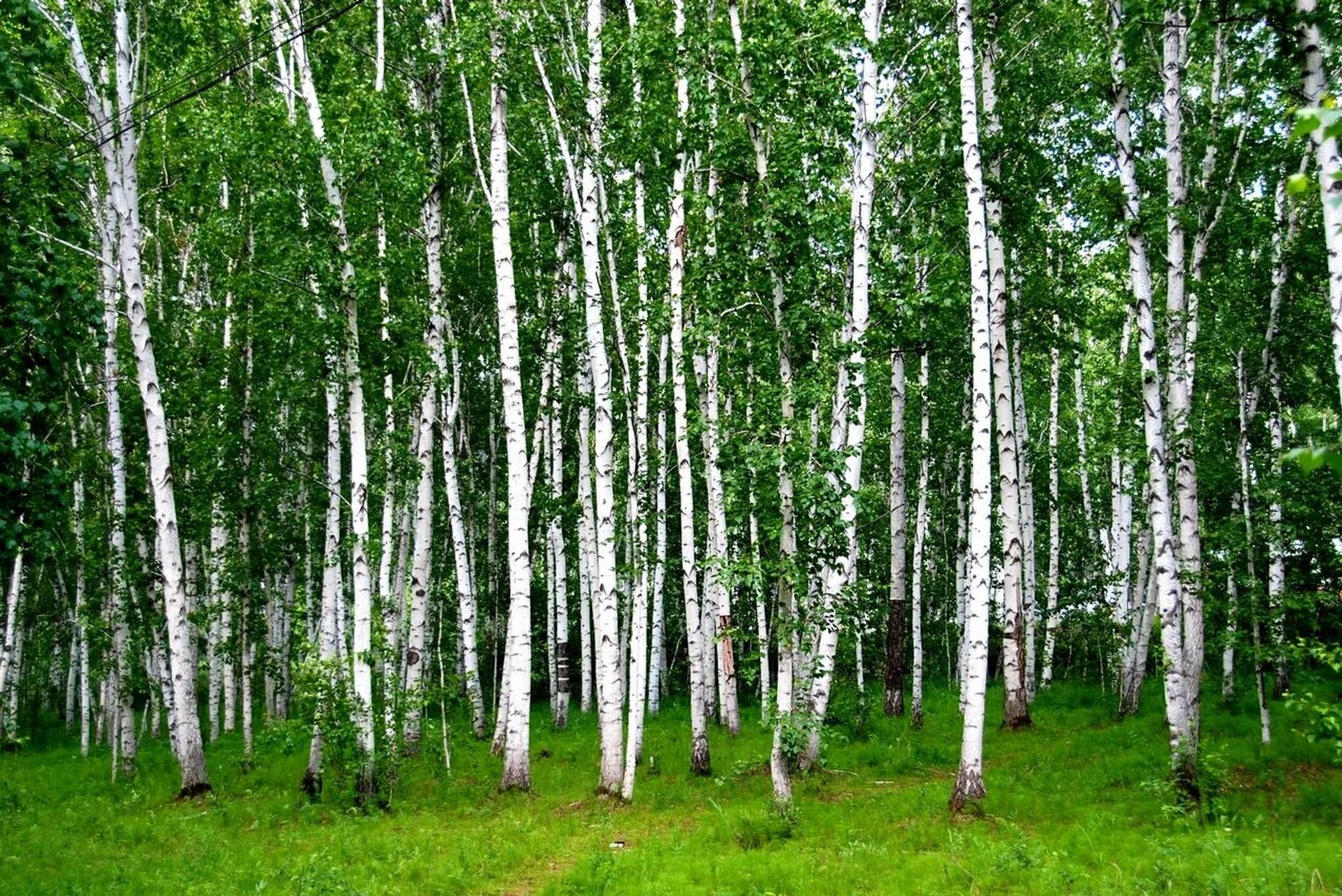 内蒙古呼伦贝尔白桦林 白桦林景区属于内蒙古呼伦贝尔额尔古纳,占地