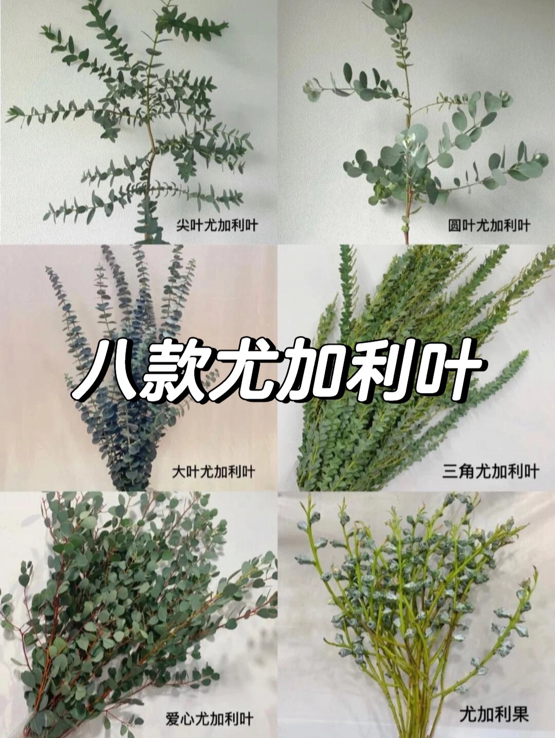 尤加利叶花语和寓意图片