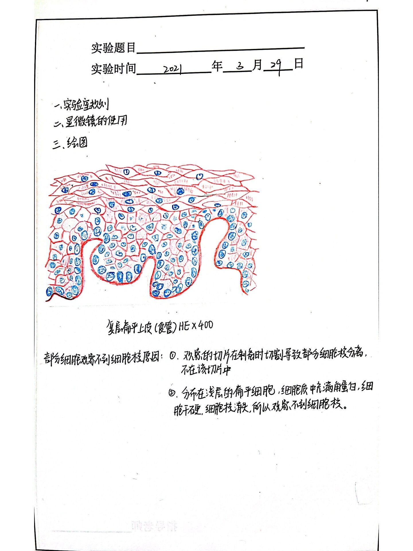 复层扁平上皮细胞绘图图片