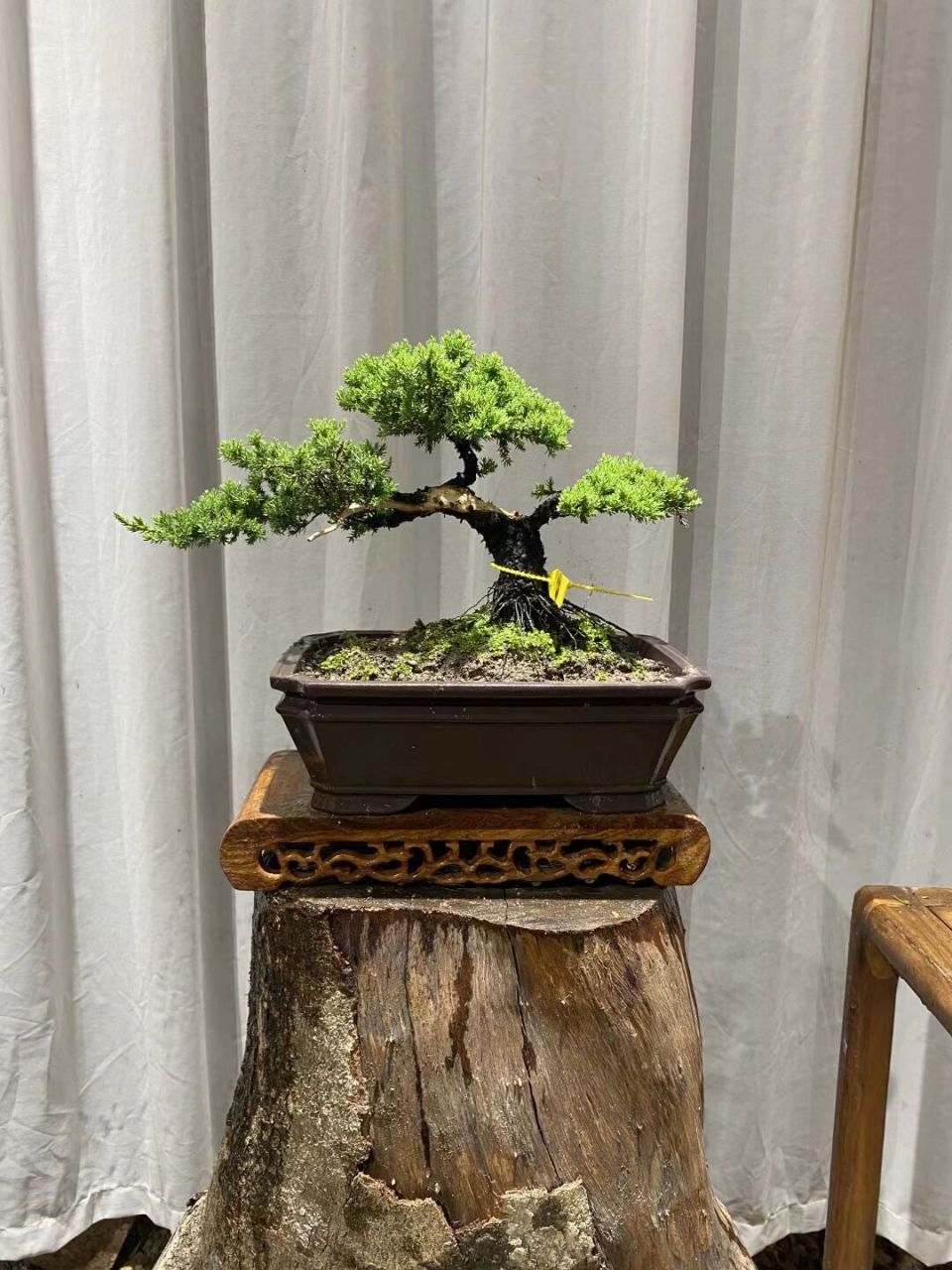 老桩飘枝新西兰珍珠柏 新西兰珍珠柏是真柏变异品种,它的基因改变形成