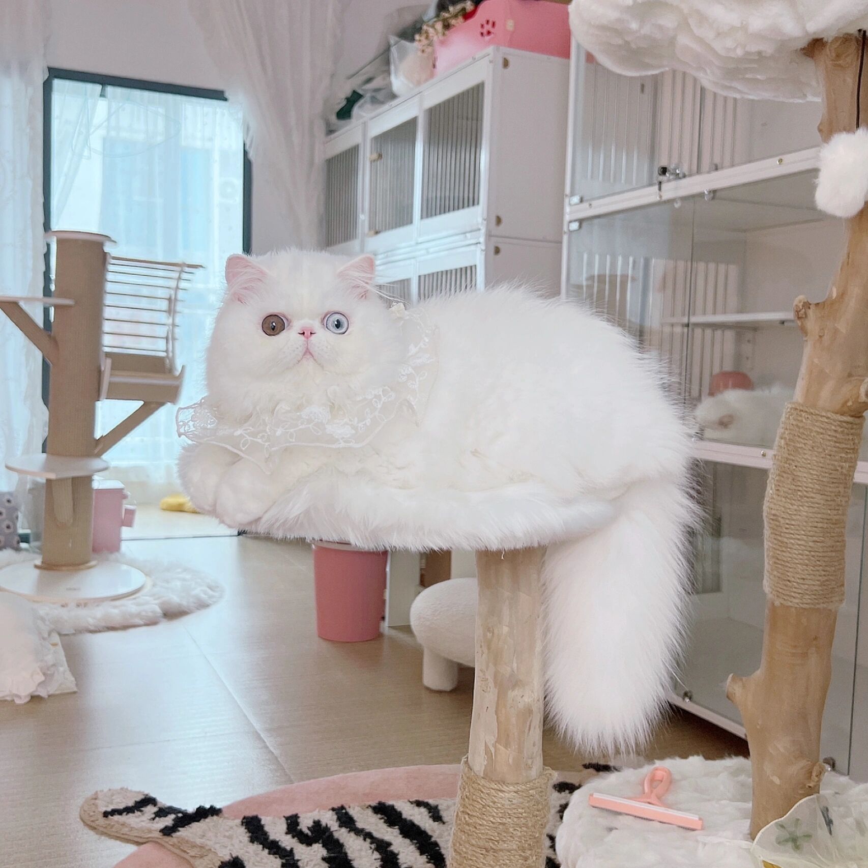 异瞳鸳鸯眼纯白波斯猫与加菲猫